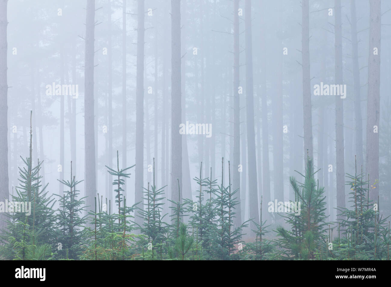 Nebbia nella foresta di conifere a Bolderwood. New Forest National Park, Hampshire, Inghilterra, Regno Unito, novembre. Foto Stock