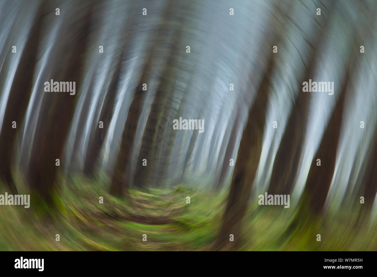 Immagine astratta del bosco di conifere con fotocamera motion blur. New Forest National Park, Hampshire, Inghilterra, Regno Unito, Marzo. Foto Stock