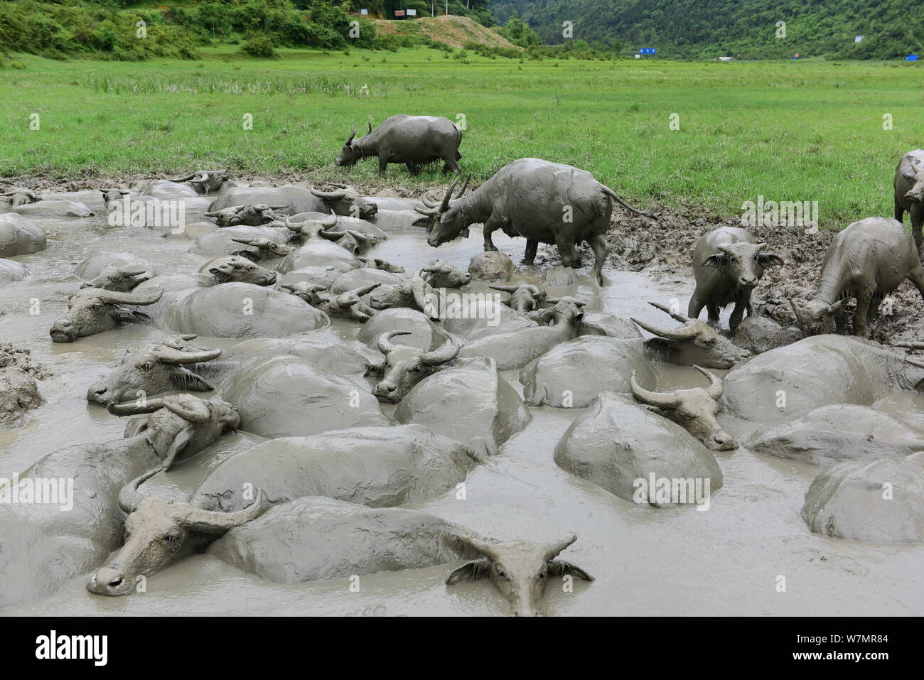 Uno sciame di bufali d'acqua raffreddare in una pozza di fango su un bruciante giorno nel villaggio Xicaoba, Xuanen county, Enshi Tujia e Miao prefettura autonoma, ce Foto Stock