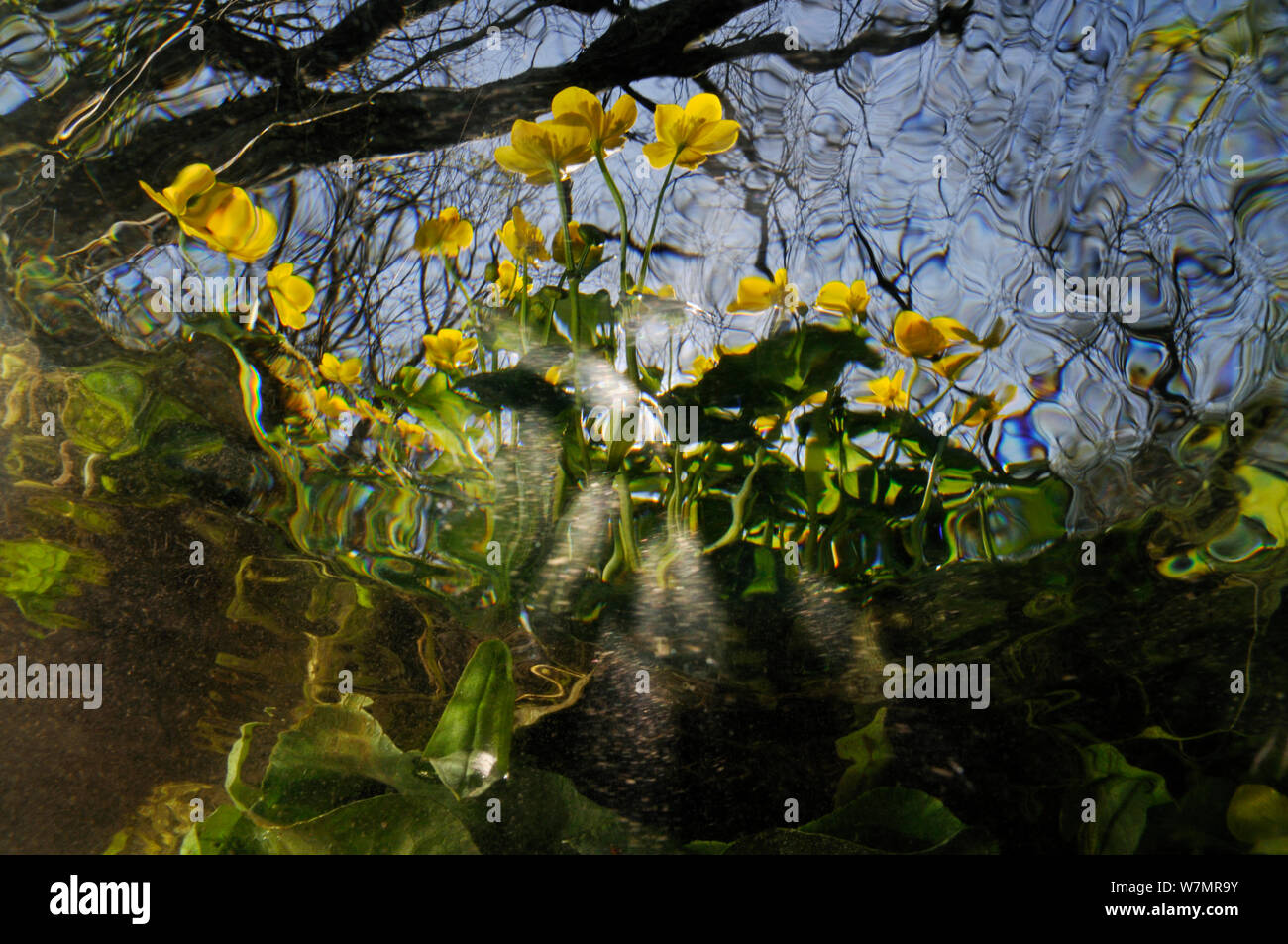 Marsh Calendula (Caltha palustris), sulla riva del fiume Itchen, visto sotto la superficie ondulata. Ovington, Hampshire, Inghilterra, maggio. Lo sapevate? La Palude la calendula è uno del Regno Unito più antiche piante autoctone e la crescita è stata qui dall'ultima glaciazione. Foto Stock