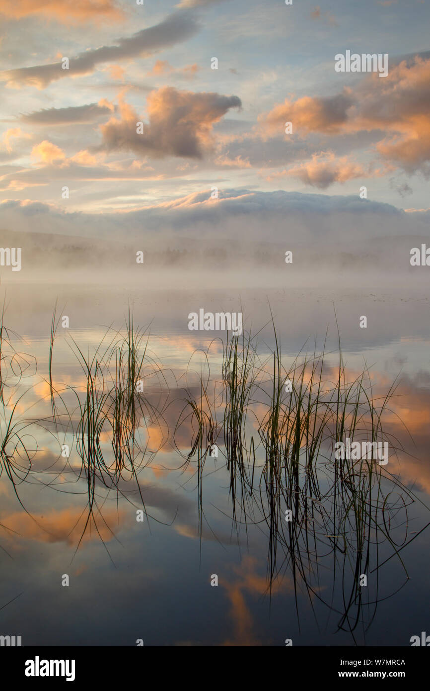 Loch Garten all'alba. Abernethy NNR, Cairngorms National Park, Scozia, Giugno 2011. Foto Stock