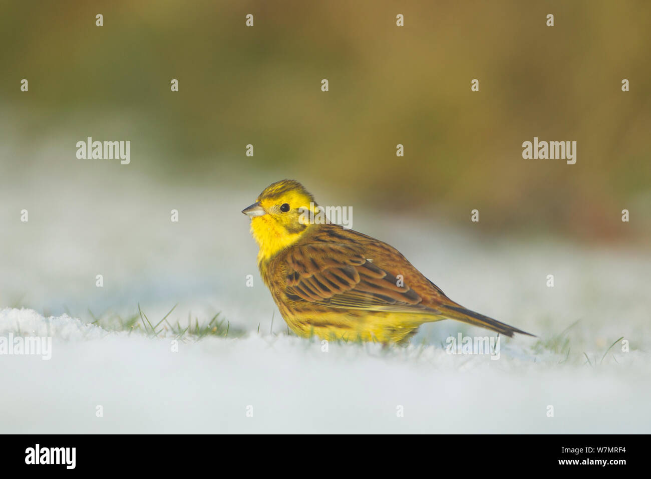 Zigolo giallo (Emberiza citrinella) maschio rovistando sulla neve. La Scozia, Regno Unito, dicembre. Foto Stock