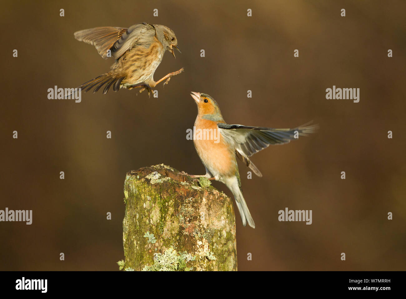 Dunnock (Prunella modularis) e (fringuello Fringilla coelebs) combattimenti, Scozia, gennaio. Lo sapevate? Il nome Dunnock deriva dall'antico significato britannico "po rosolare un'. Foto Stock