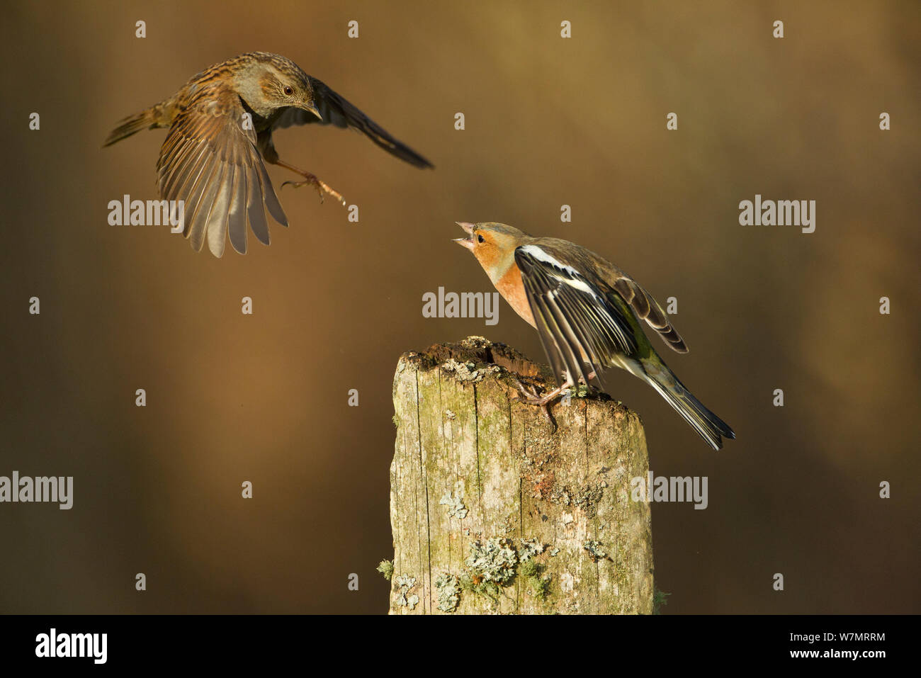 Dunnock (Prunella modularis) e (fringuello Fringilla coelebs) combattimenti, Scozia, Gennaio Foto Stock