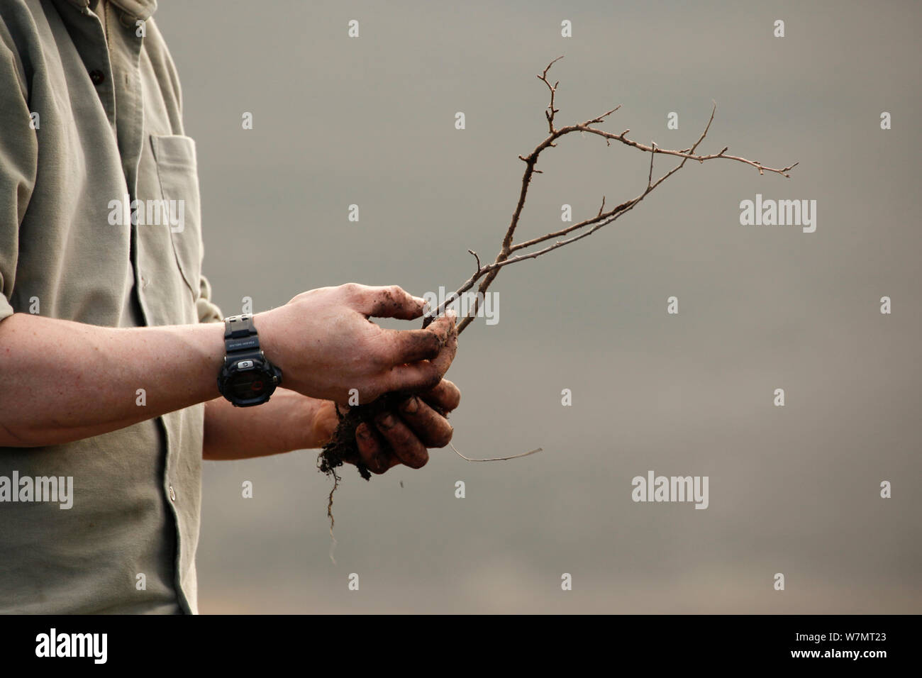 Nativo di piantagione di alberi a Abernethy Forest, Cairngorms National Park, Scozia, marzo 2012. Foto Stock
