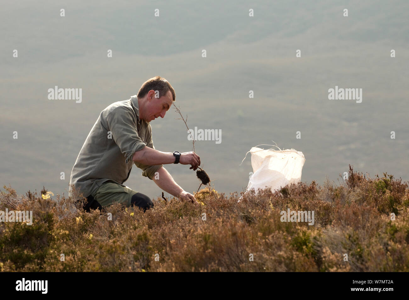Uomo di piantare alberi nativi a Abernethy Forest, Cairngorms National Park, Scozia, marzo 2012. Foto Stock