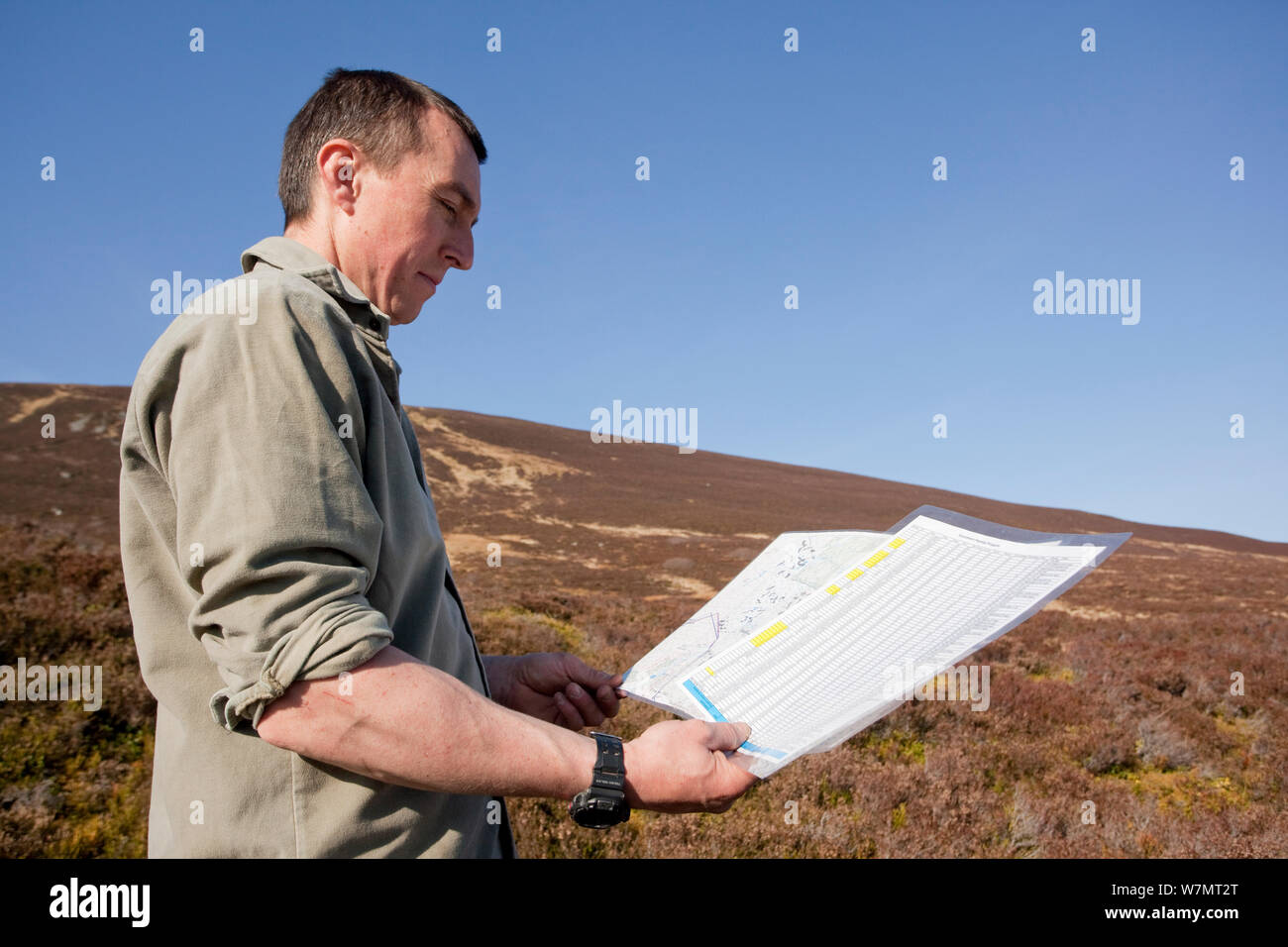 La piantagione contraente esamina la mappa prima di nativi di piantagione di alberi a Abernethy Forest, Cairngorms National Park, Scozia, marzo 2012. Foto Stock
