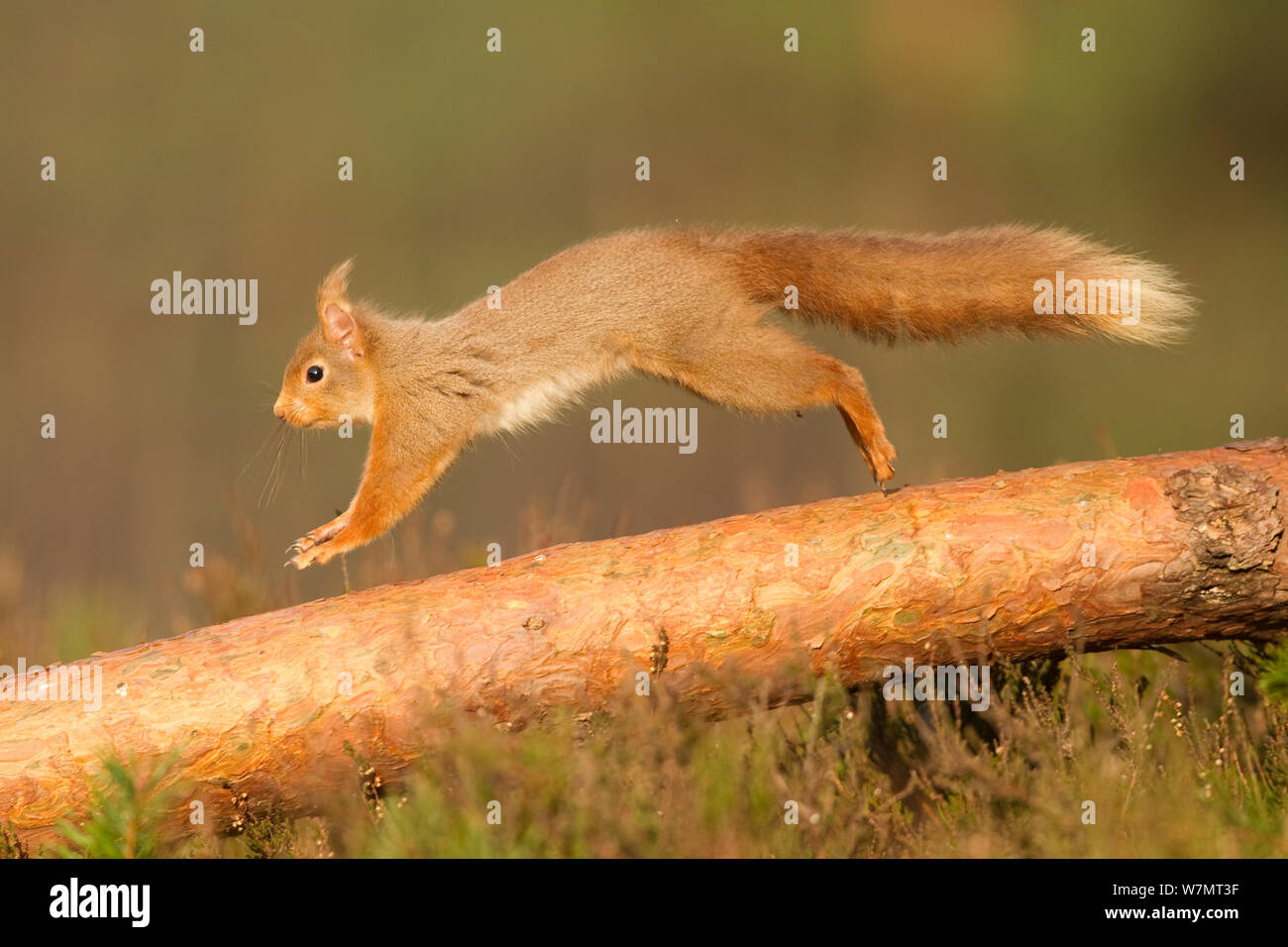 Red scoiattolo (Sciurus vulgaris) che corre lungo il pino silvestre fronda, Cairngorms National Park, Scozia, marzo 2012. Foto Stock