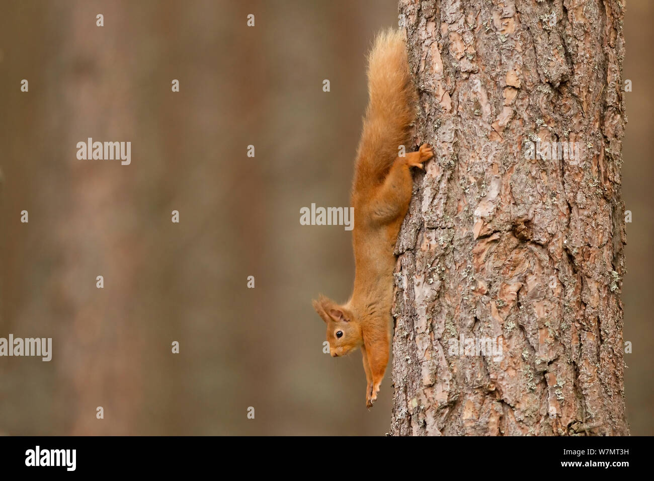 Red scoiattolo (Sciurus vulgaris) stretching a pino silvestre tronco di albero, Cairngorms National Park, Scozia, marzo 2012. Foto Stock
