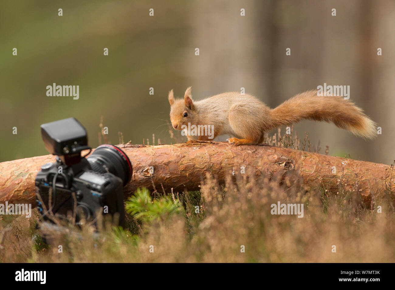 Red scoiattolo (Sciurus vulgaris) guardando la telecamera, Cairngorms National Park, Scozia, marzo 2012. Foto Stock