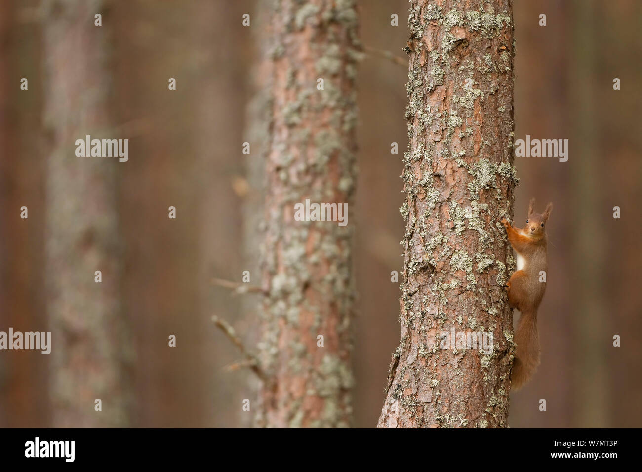Red scoiattolo (Sciurus vulgaris) sul tronco di albero di pino silvestre foresta, Cairngorms National Park, Scozia, marzo 2012. Foto Stock