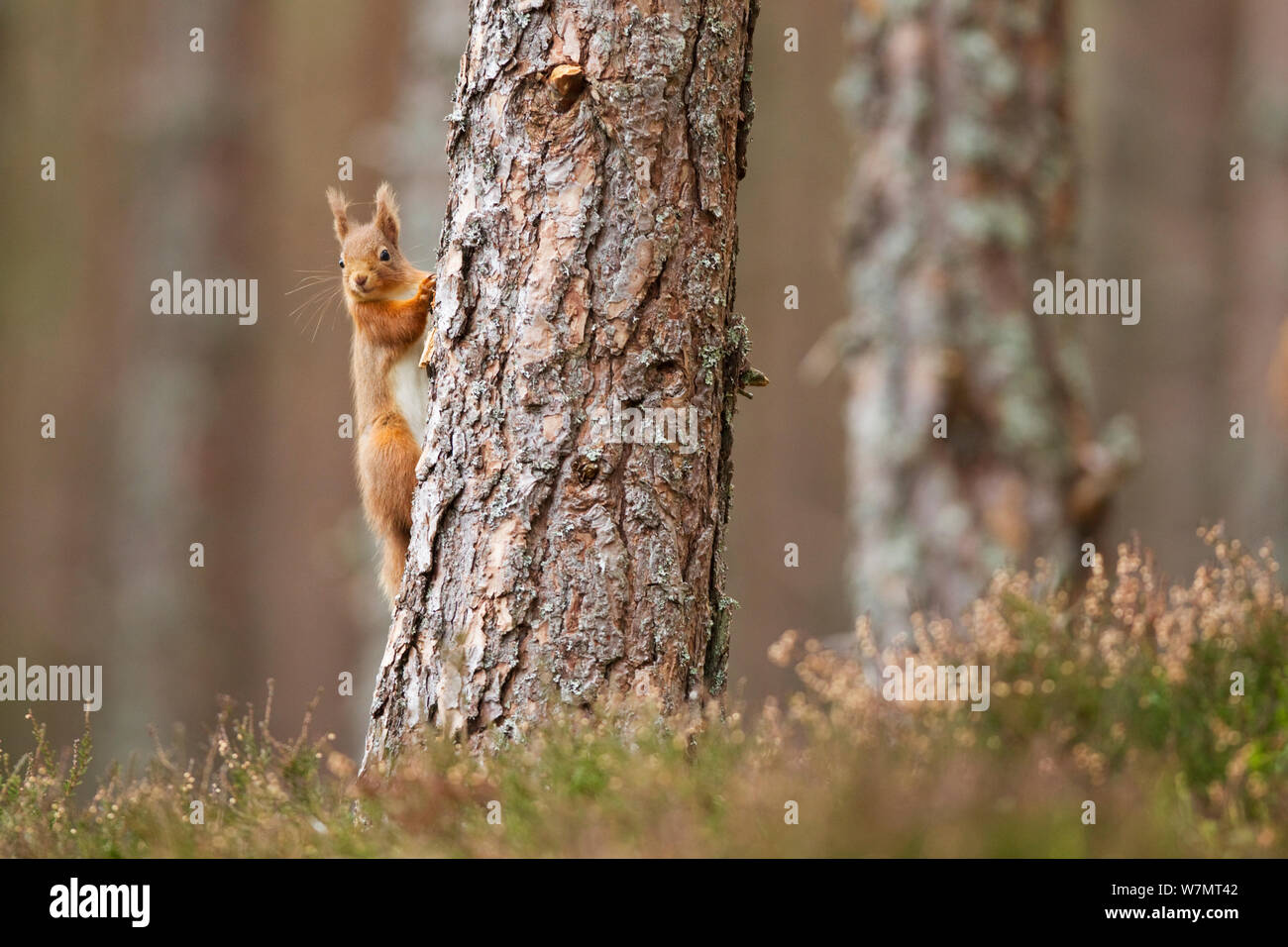 Red scoiattolo (Sciurus vulgaris) slimbing albero in pino silvestre foresta, Cairngorms National Park, Scozia, marzo 2012. Foto Stock