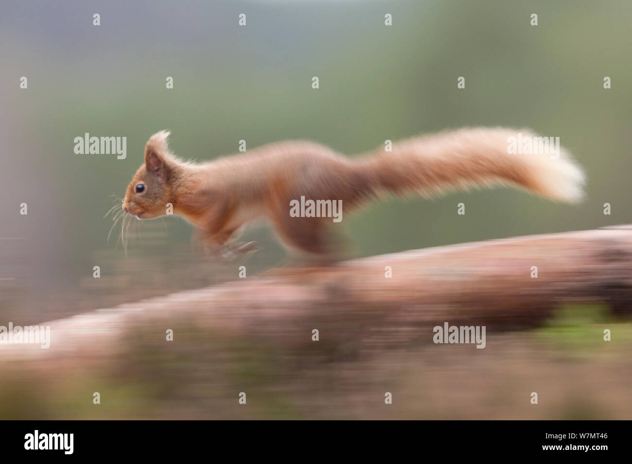 Red scoiattolo (Sciurus vulgaris) che corre lungo il pino silvestre tree, Scozia, marzo 2012. Foto Stock