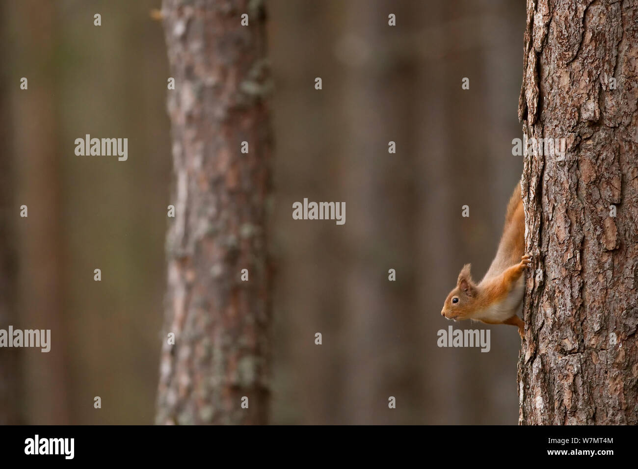 Red scoiattolo (Sciurus vulgaris) in pino silvestre foresta, Cairngorms National Park, Scozia, marzo 2012. Foto Stock