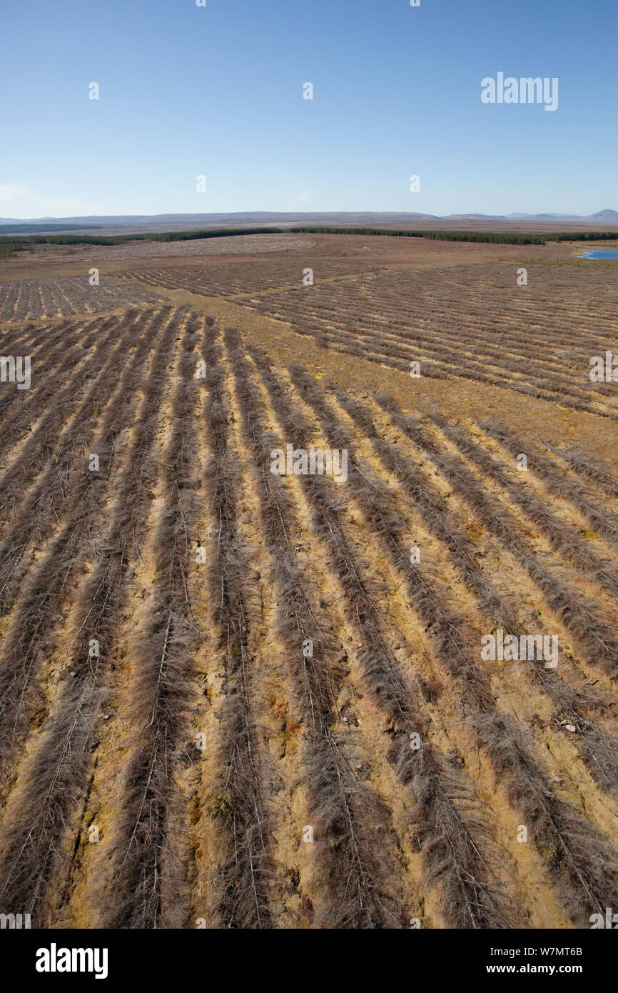 Vista aerea del abbattuto la piantagione di foreste piantate su blanket bog, Forsinard, Caithness in Scozia, Regno Unito, maggio. Foto Stock