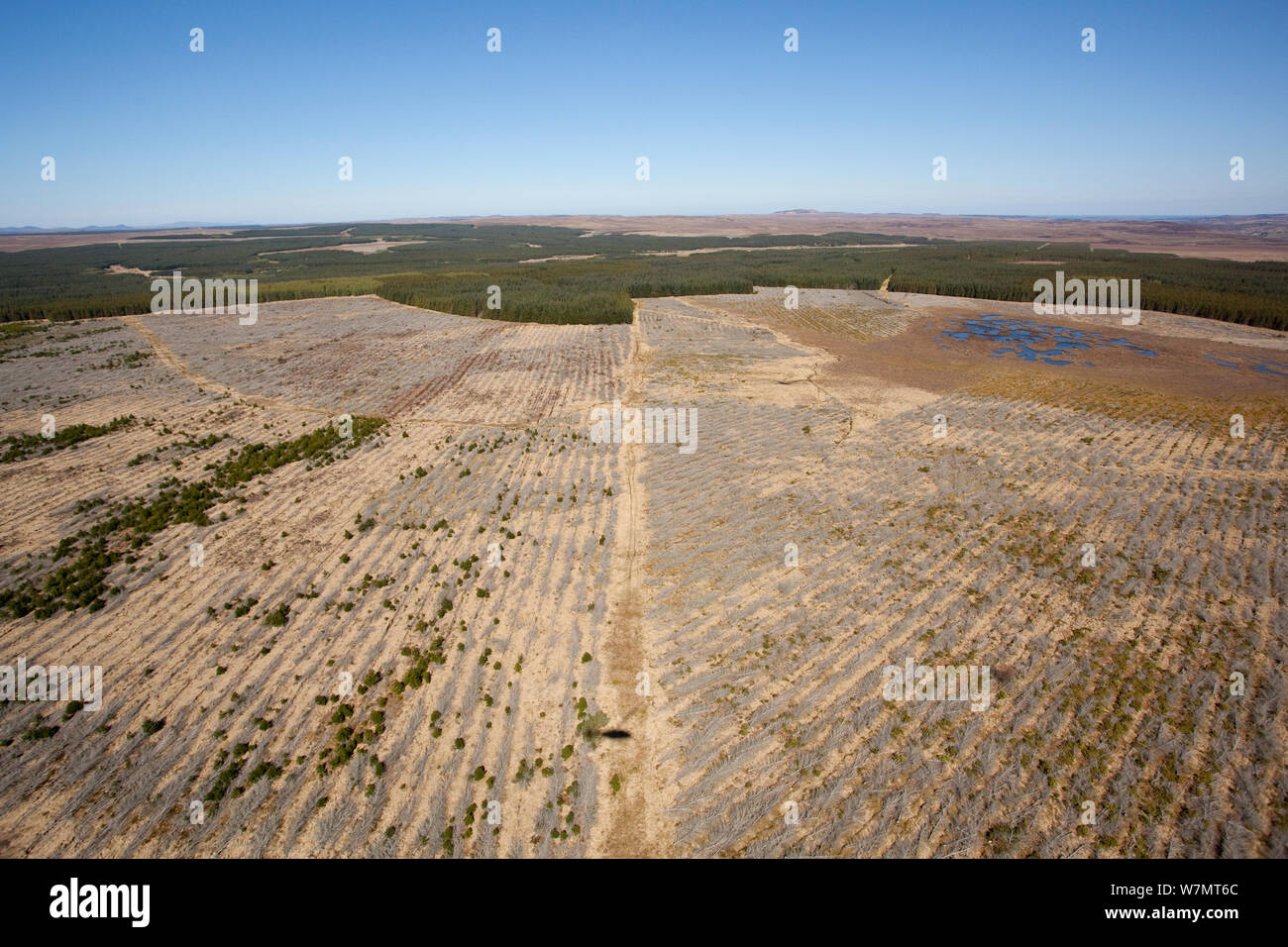 Vista aerea di blocchi di piantagioni forestali piantate su blanket bog, con aree di abbattimento selettivo, Forsinard, Caithness in Scozia, Regno Unito, maggio. Foto Stock