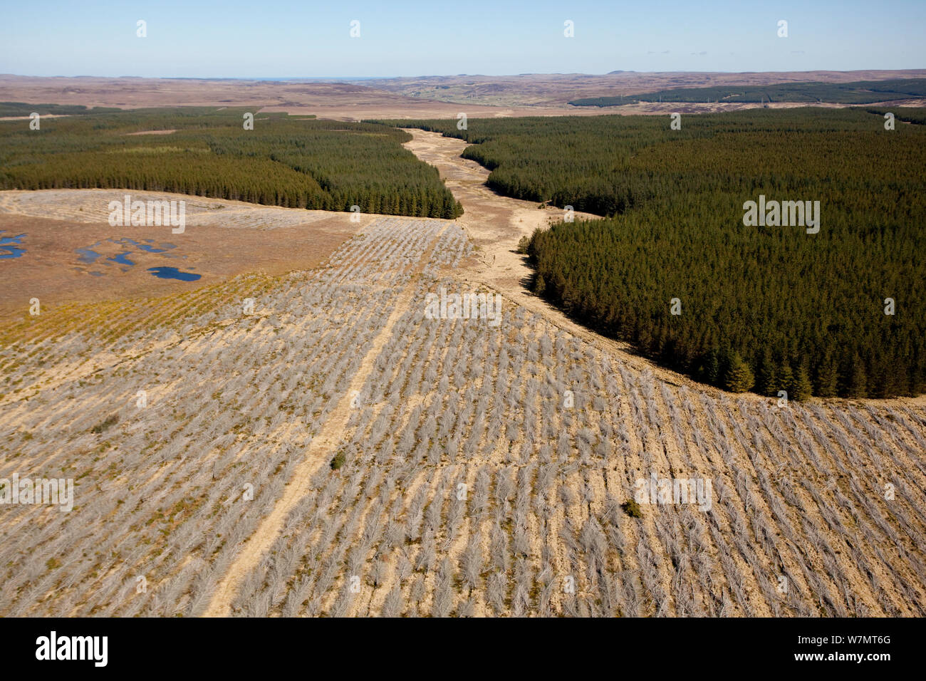 Vista aerea di blocchi di piantagioni forestali piantate su blanket bog, con aree di abbattimento selettivo, Forsinard, Caithness in Scozia, Regno Unito, maggio. Foto Stock