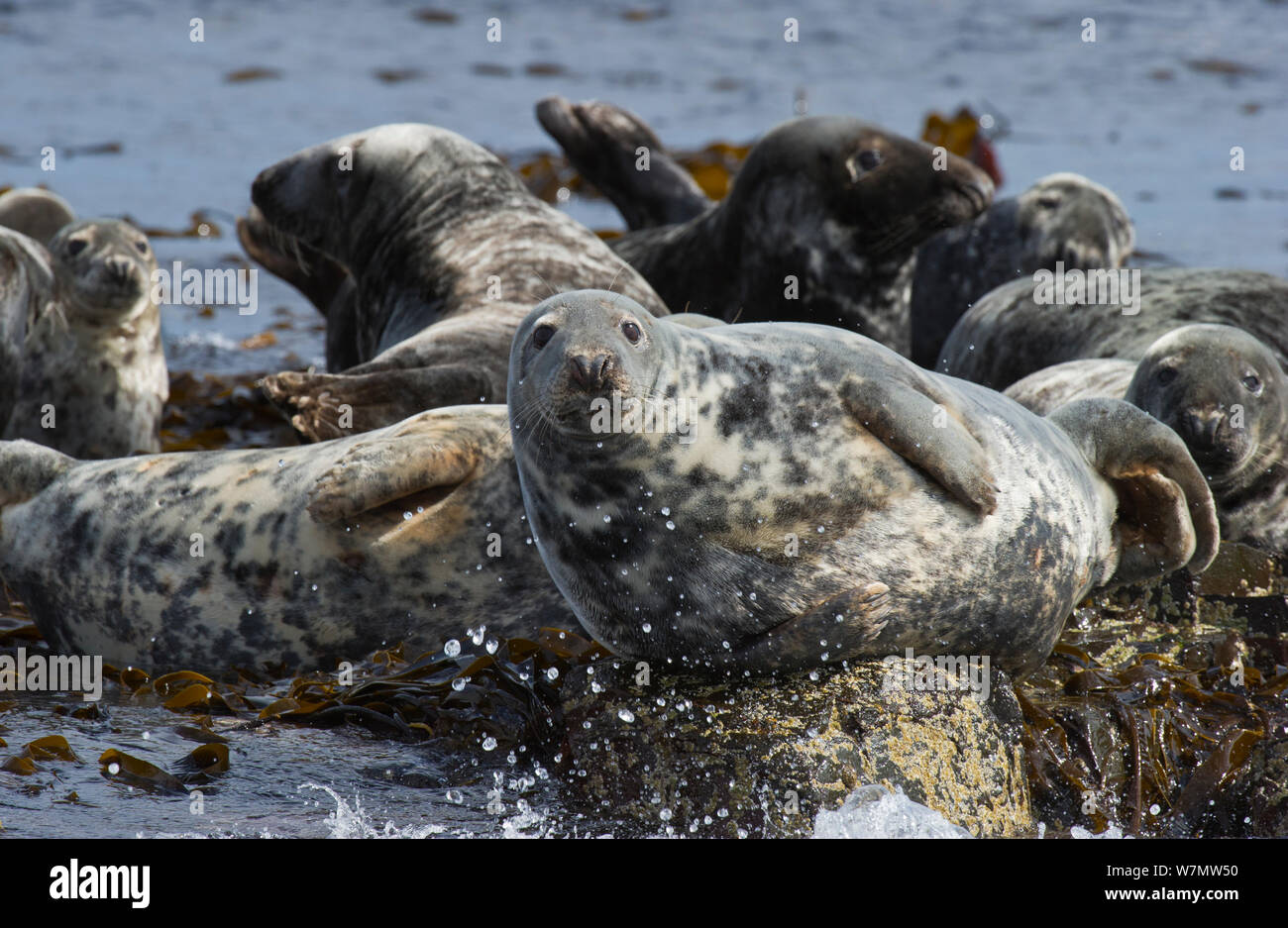Le foche grigie (Halichoerus grypus) crogiolarsi sulle isole farne, Northumberland, Giugno. Foto Stock