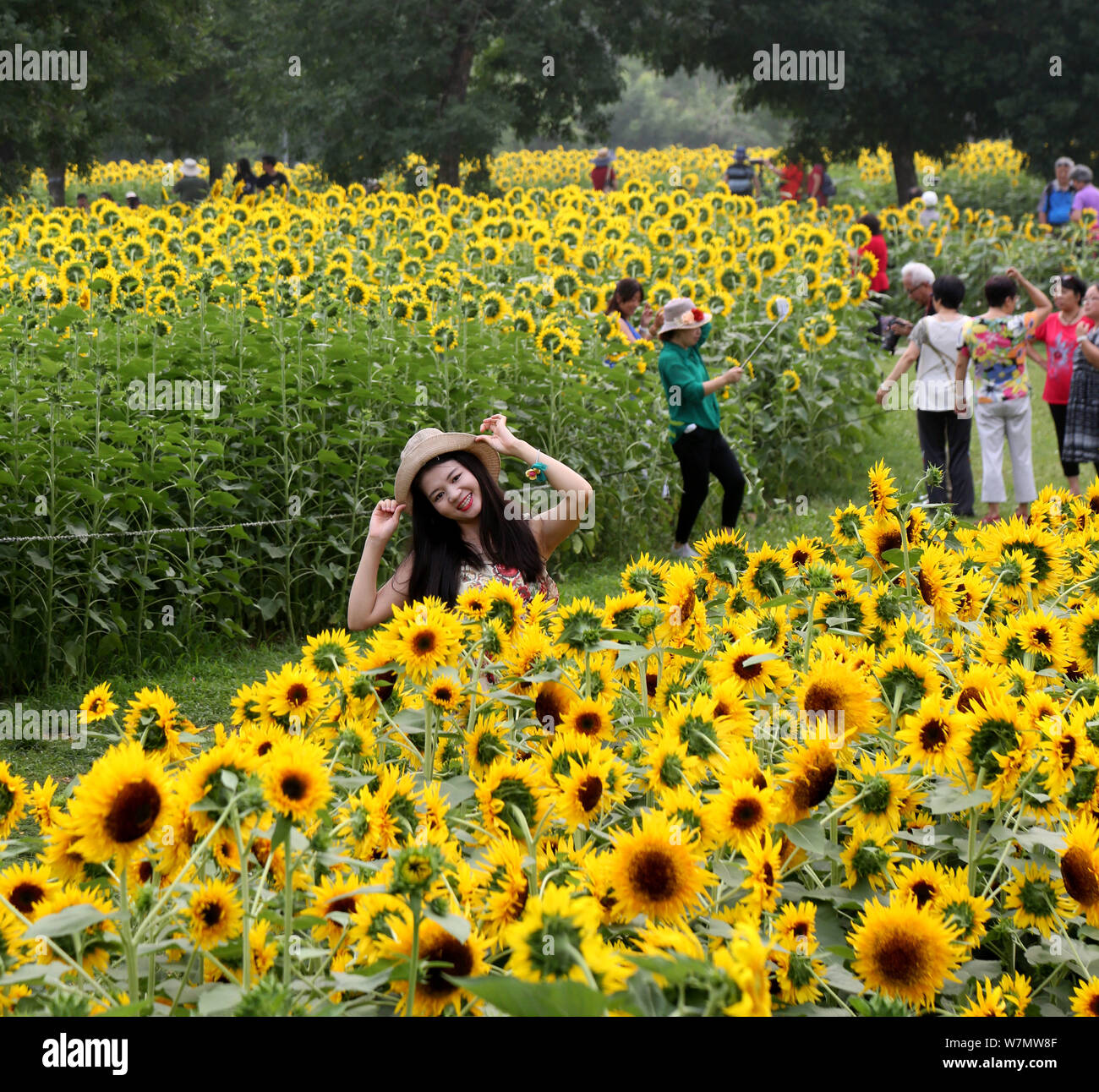 I turisti posano con girasoli per le foto all'Olympic Forest Park a Pechino, in Cina, il 3 luglio 2017. I turisti hanno visitato la Olympic Forest Park in bei Foto Stock