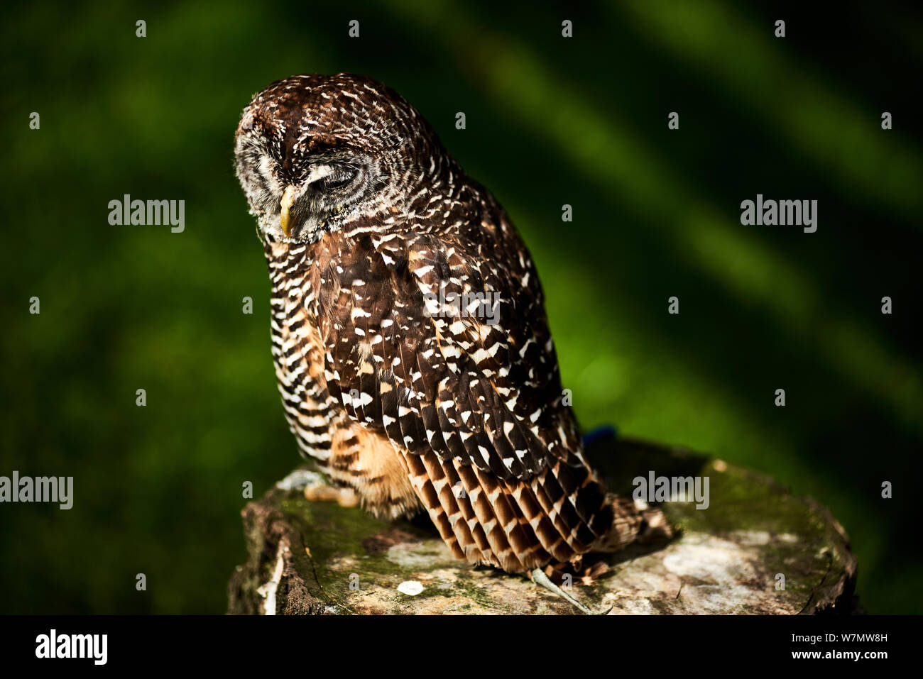 Louis, Chaco owl presso il Castello di Leeds falconeria, Kent. Foto Stock