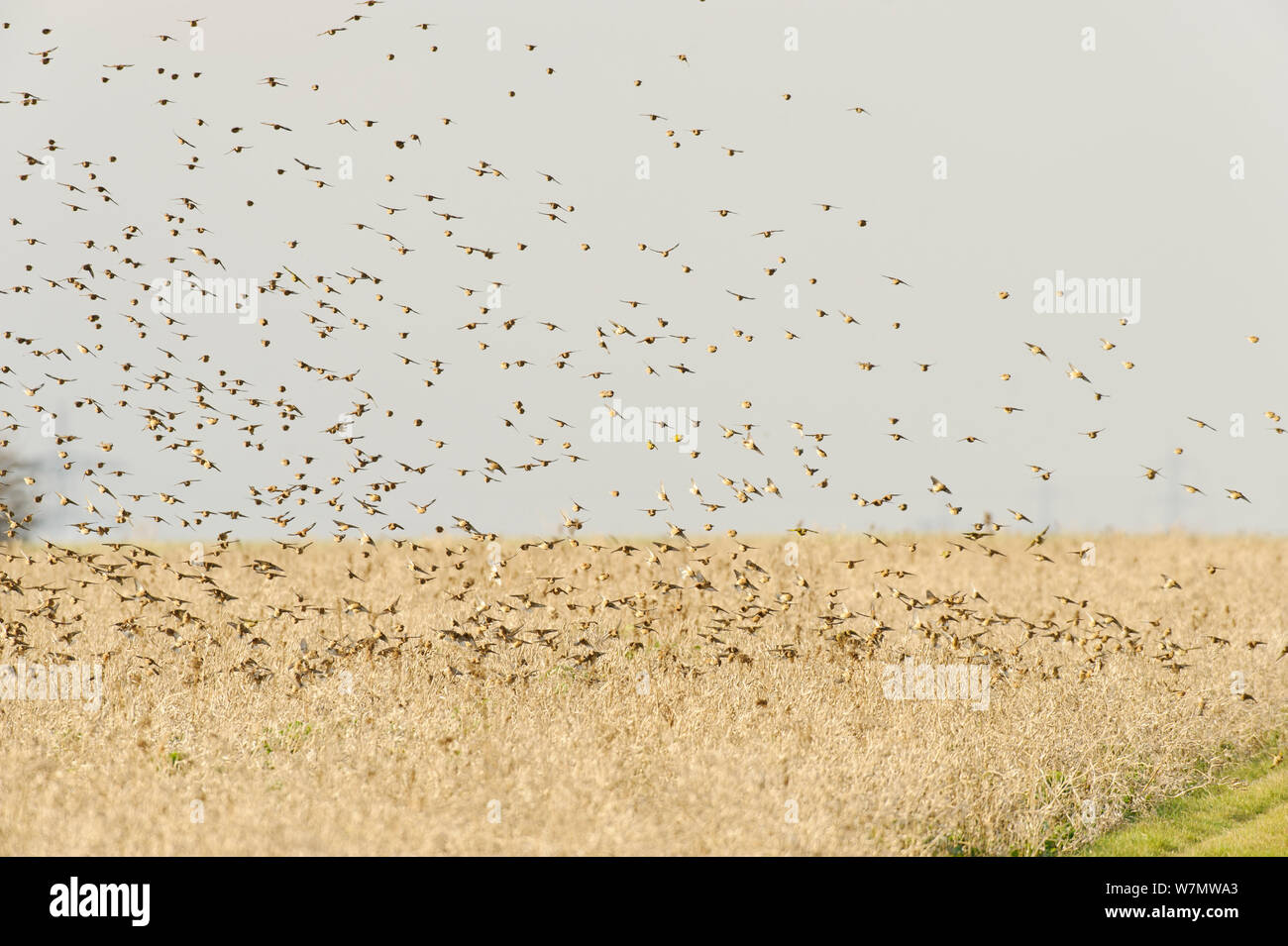 Gregge di Linnets (Carduelis cannabina) in atterraggio sulla conservazione raccolto cresciuto per terreni agricoli uccelli, Elmley Riserva Naturale, Kent, Inghilterra, Regno Unito, febbraio. Foto Stock