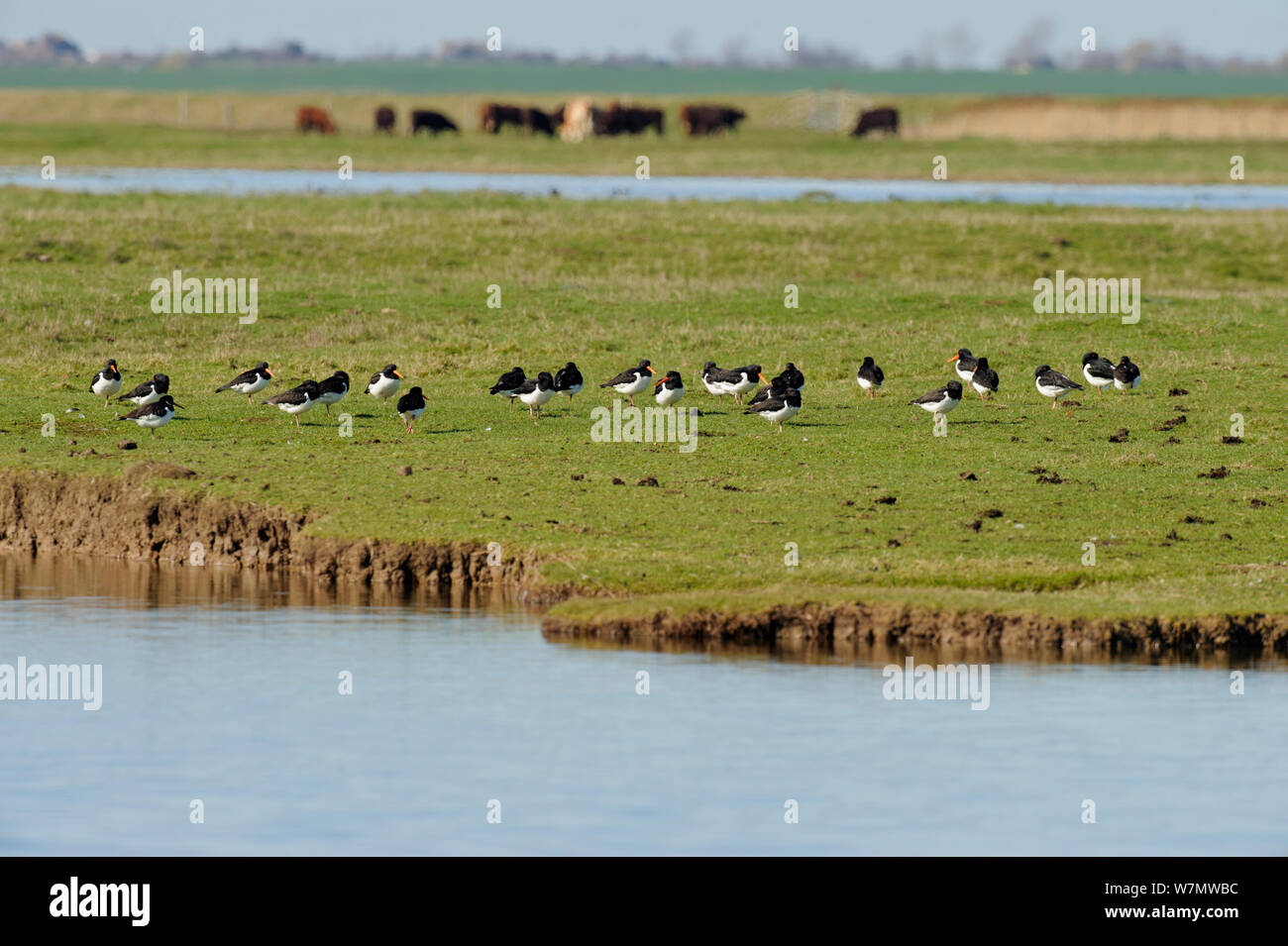 (Oystercatchers Haematopus ostralegus) sui pascoli marsh, Kent, Inghilterra, Regno Unito, Marzo. Foto Stock