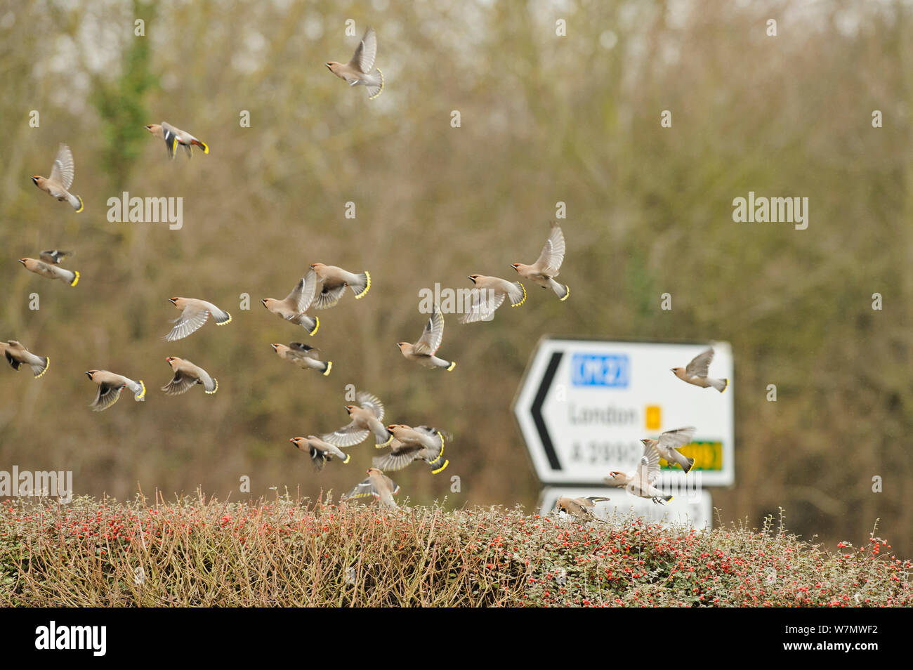 Gregge di Waxwings (Bombycilla garrulus) volando sopra una siepe con Cotoneaster (Cotoneaster integerrimus) Bacche, whitstable kent, England, Regno Unito, gennaio. Lo sapevate? Waxwings sono chiamati così per il colore rosso punte delle loro ali che sono stati pensati per essere simile alla cera che è stato usato per sigillare le lettere. Foto Stock