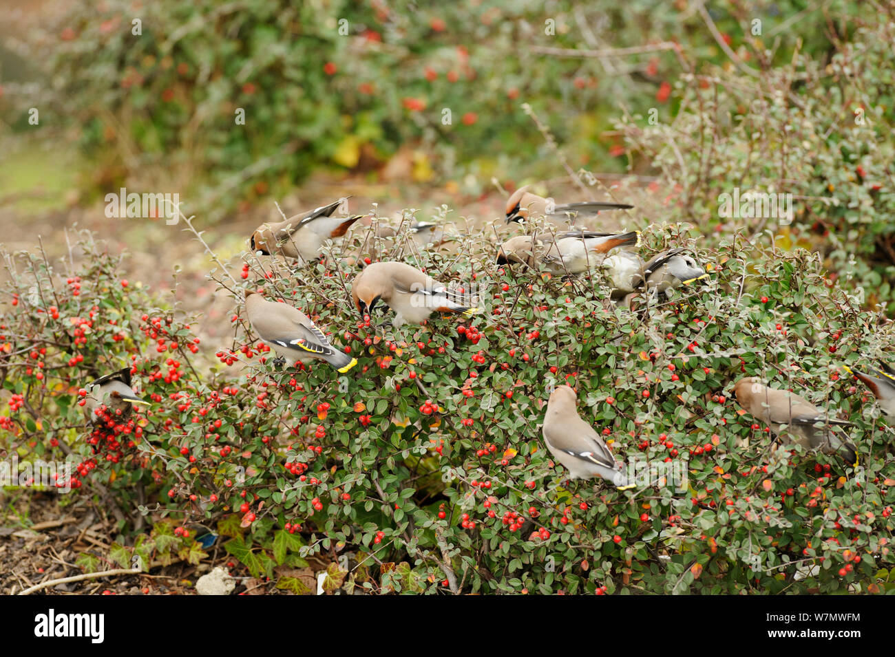 Gregge di Waxwings (Bombycilla garrulus) alimentazione su bacche da un basso Cotoneaster (Cotoneaster integerrimus) copertura in un supermercato parcheggio, whitstable kent, England, Regno Unito, Gennaio Foto Stock