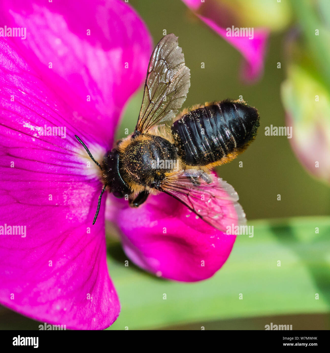 Una macro shot di una foglia Cutter Bee raccogliere il polline di un pisello dolce bloom. Foto Stock