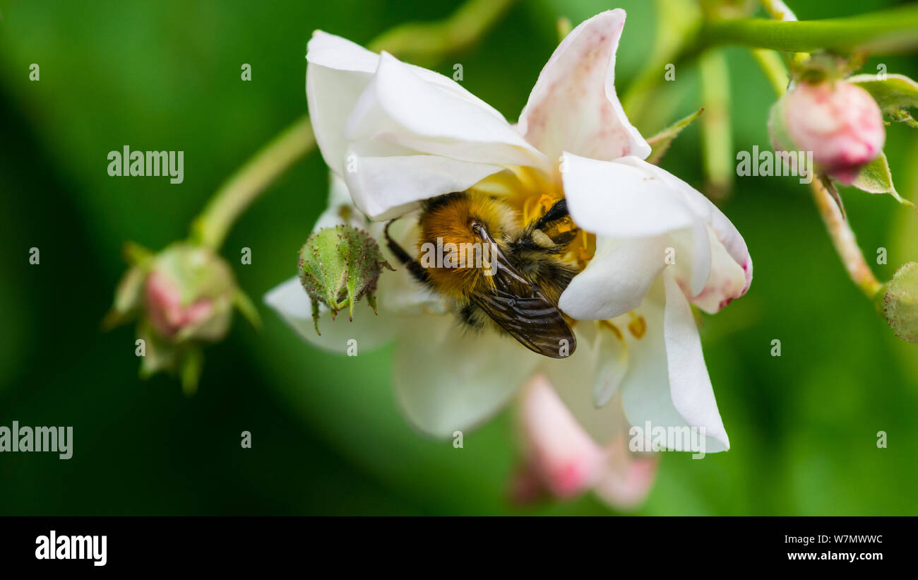 Una macro shot di una carda comune bee raccogliere il polline di una rosa rampicante. Foto Stock