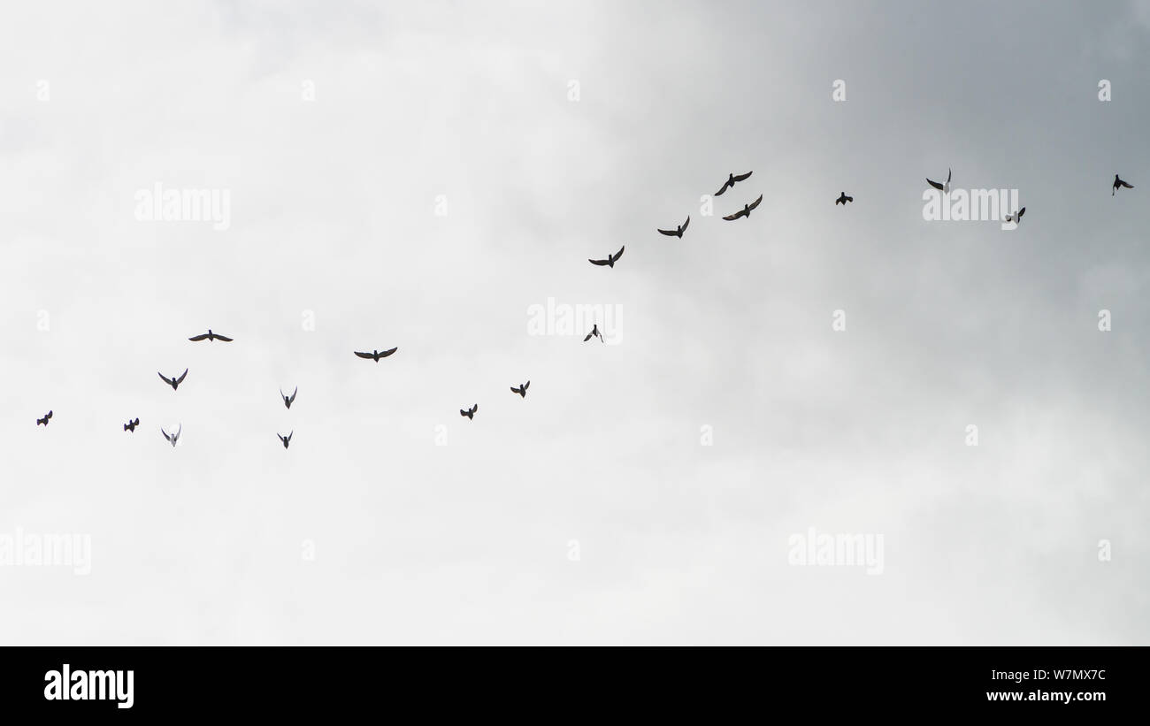 Un colpo di un gregge di piccioni selvatici volare attraverso un cielo grigio. Foto Stock