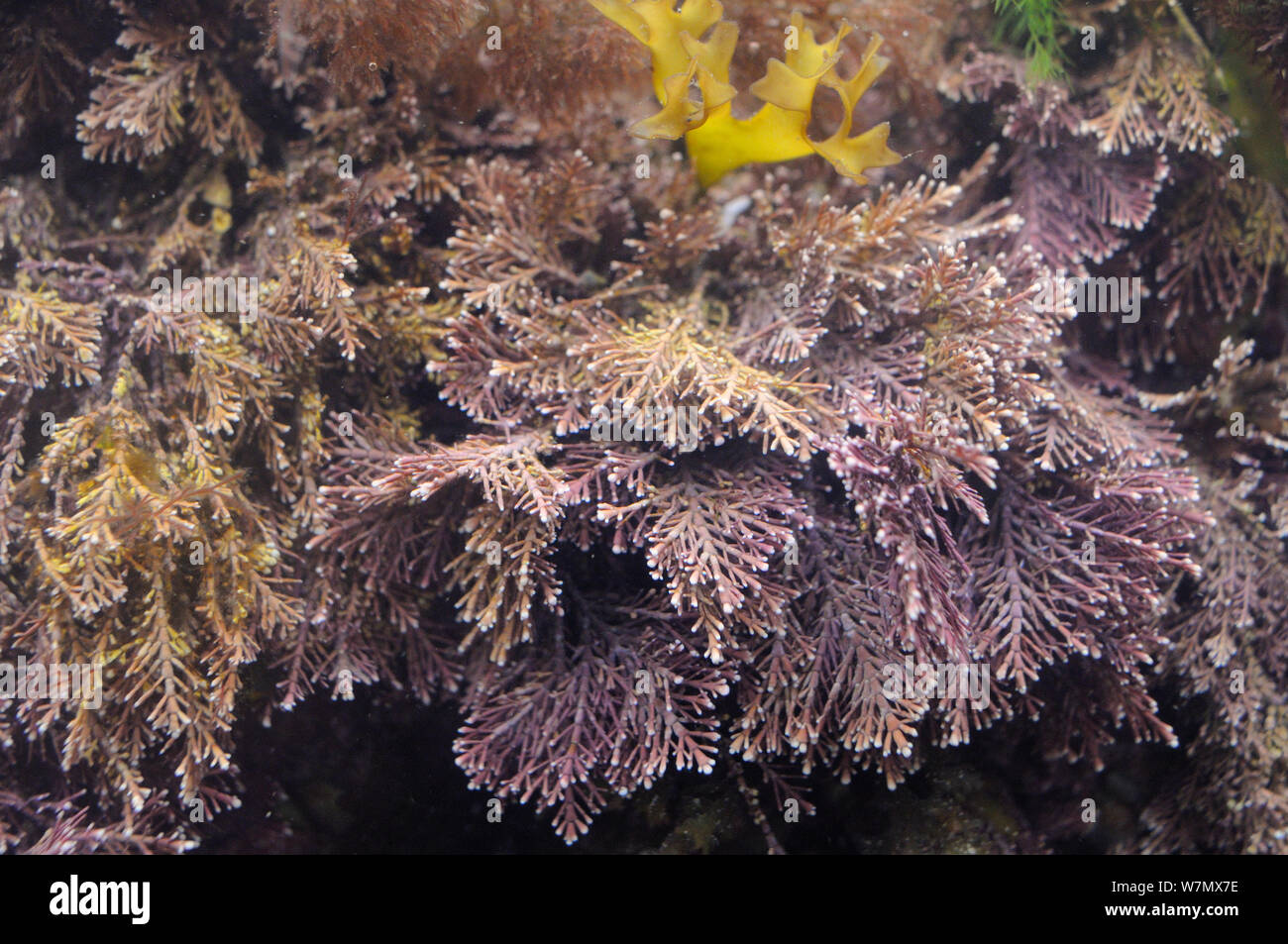 Coral (erbaccia Corallina officinalis) cresce in una rockpool, North Berwick, East Lothian, UK, Luglio Foto Stock