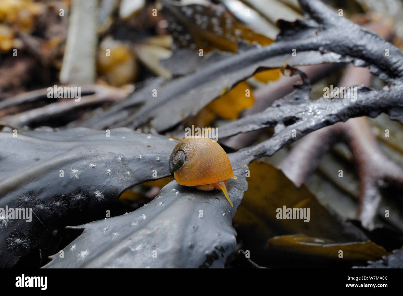 Appartamento pervinca (Littorina littoralis) che strisciano sulla wrack dentata (Fucus serratus) esposta a bassa marea, Crail, Scozia, Luglio Foto Stock