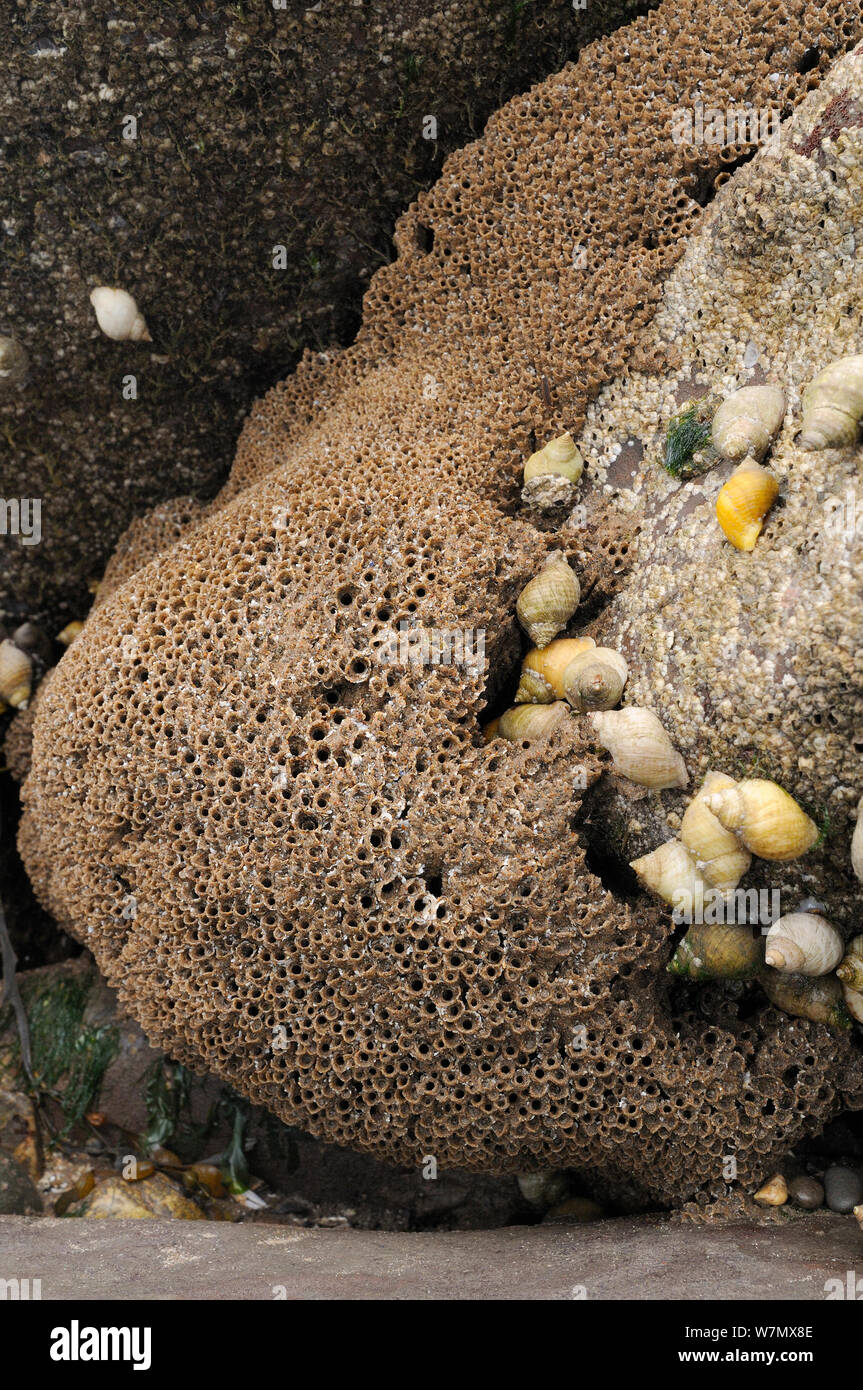 Worm a nido d'ape reef (Sabellaria alveolata) con comuni cirripedi (Semibalanus balanoides) e Cane conchiglia (Nucella lapilli), St.api, Cumbria, Regno Unito, Luglio Foto Stock