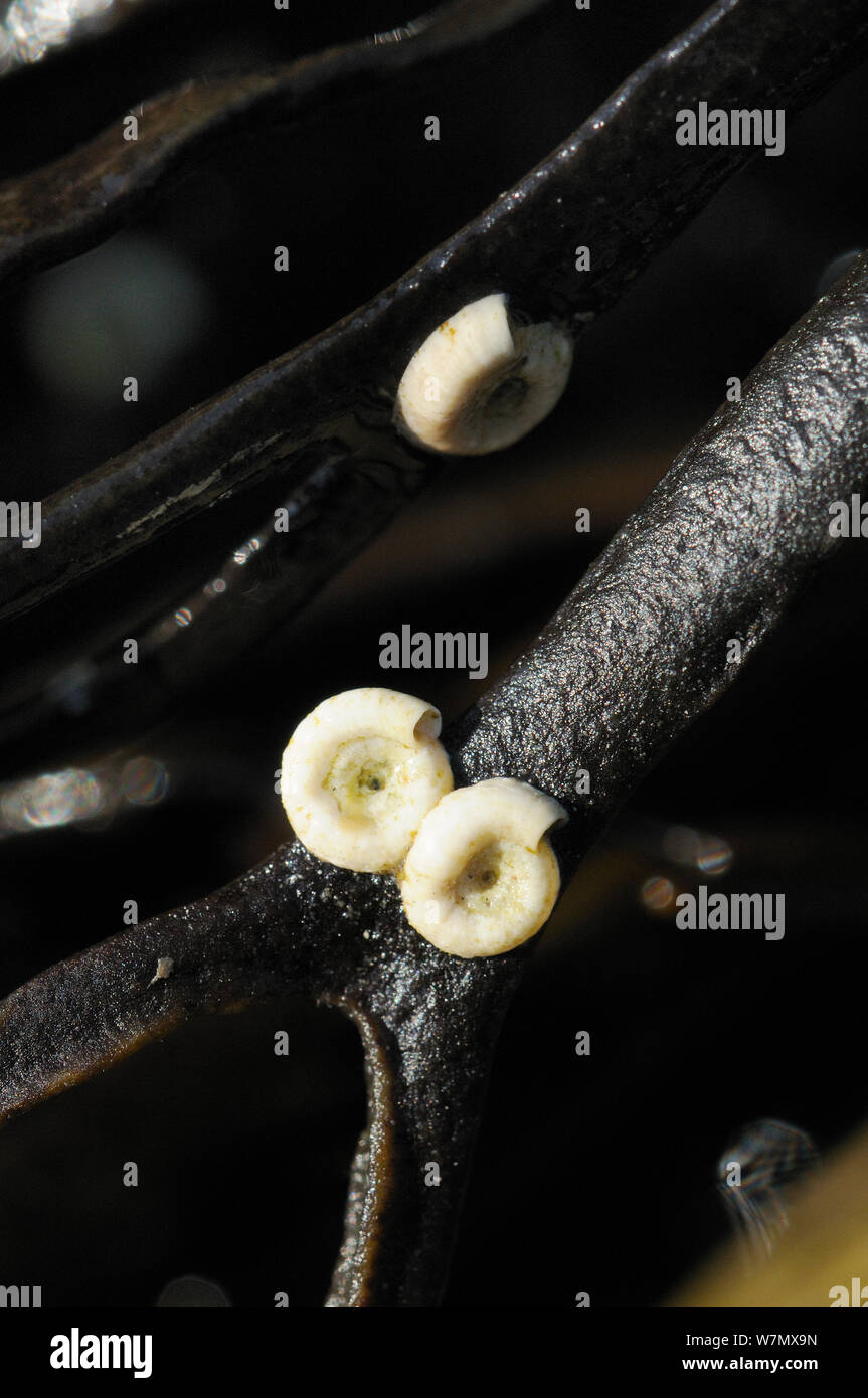 A spirale (tubeworm Spirorbis spirorbis) tubi calcarei attaccato a steli di wrack dentata (Fucus serratus) esposta a bassa marea, Crail, Scozia, Luglio. Foto Stock