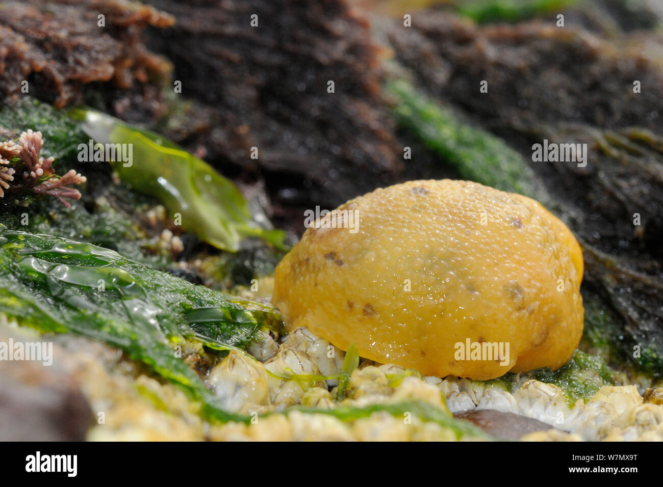 Limone di mare (Archidoris pseudoargus) sea slug tra le più comuni cirripedi (Semibalanus balanoides) attaccato alla roccia esposta su una molla a bassa marea, Crail, Scozia, Luglio Foto Stock