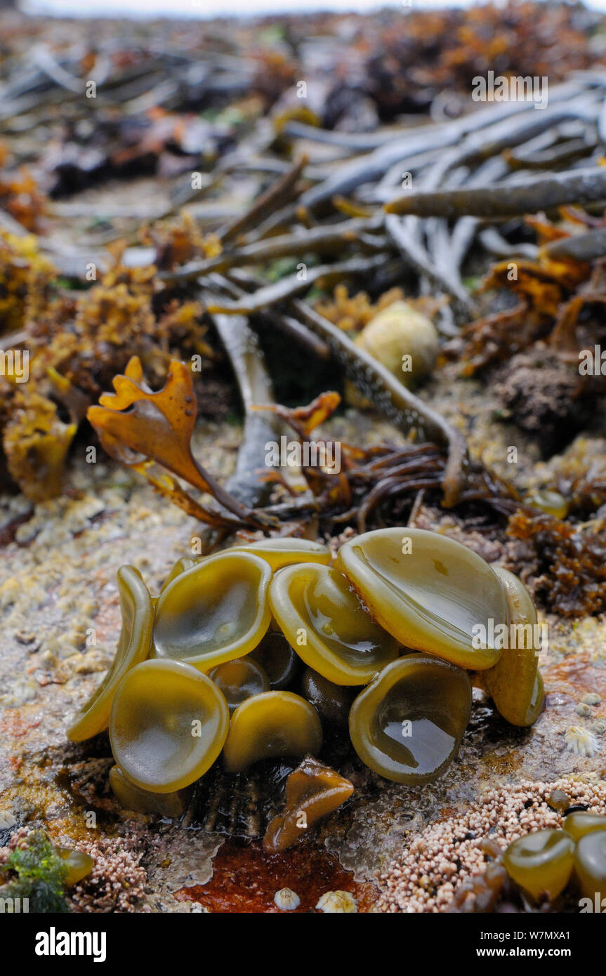 Giovane mare thong (Himanthalia elongata) 'pulsanti' su intertidal rocce esposte a bassa marea, Crail, Fife, Regno Unito, Luglio Foto Stock