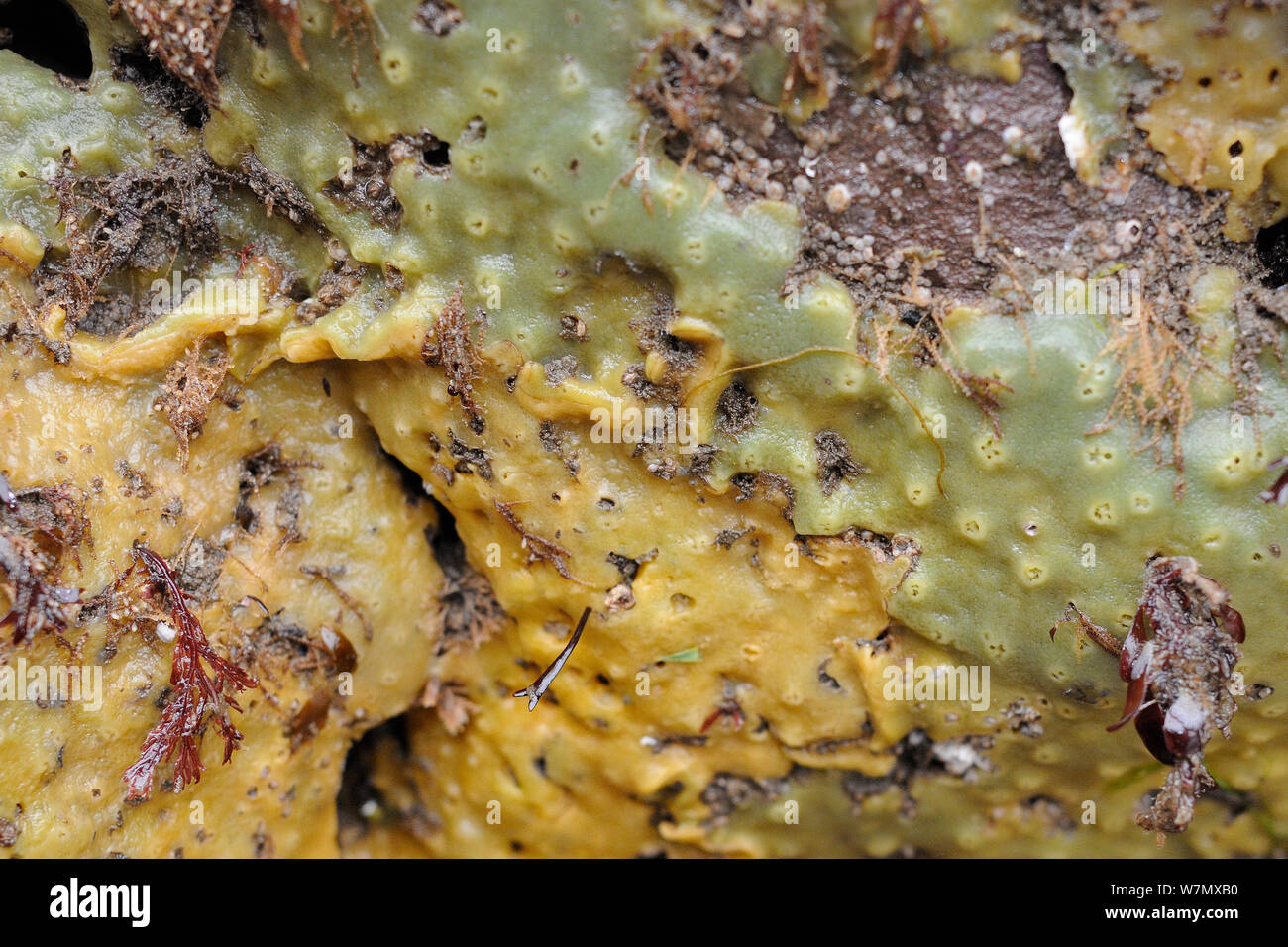 Verde e arancione forme di Breadcrumb spugna (Halichodria panicea) cresce sulle rocce esposte su una molla a bassa marea, North Berwick, East Lothian, UK, Luglio. Foto Stock