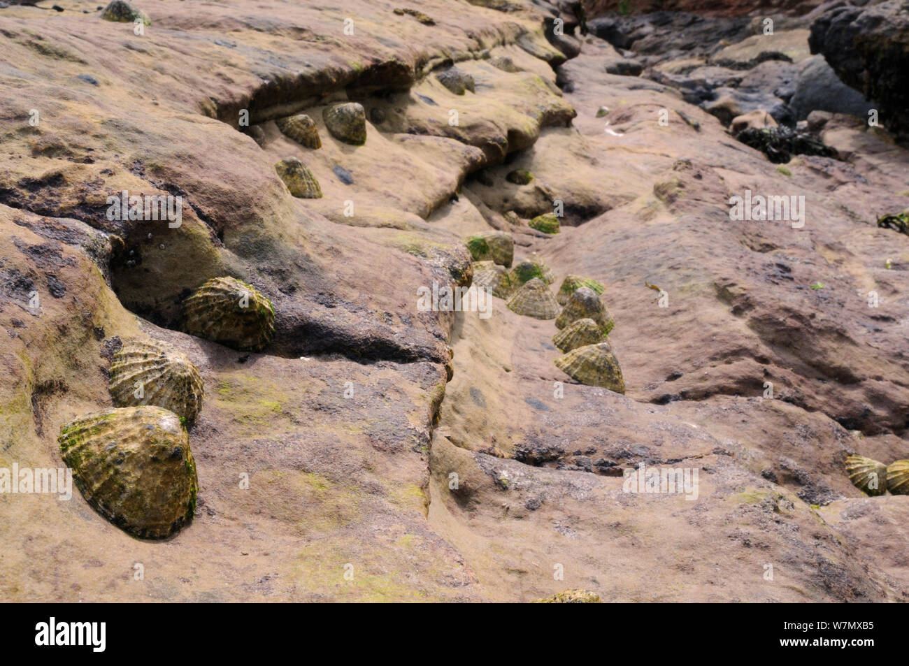 Le patelle comune (Patella vulgata) raggruppati in gulleys e depressioni in pietra arenaria rossa roccia alta sulla riva a Crail, Scozia, Luglio. Foto Stock