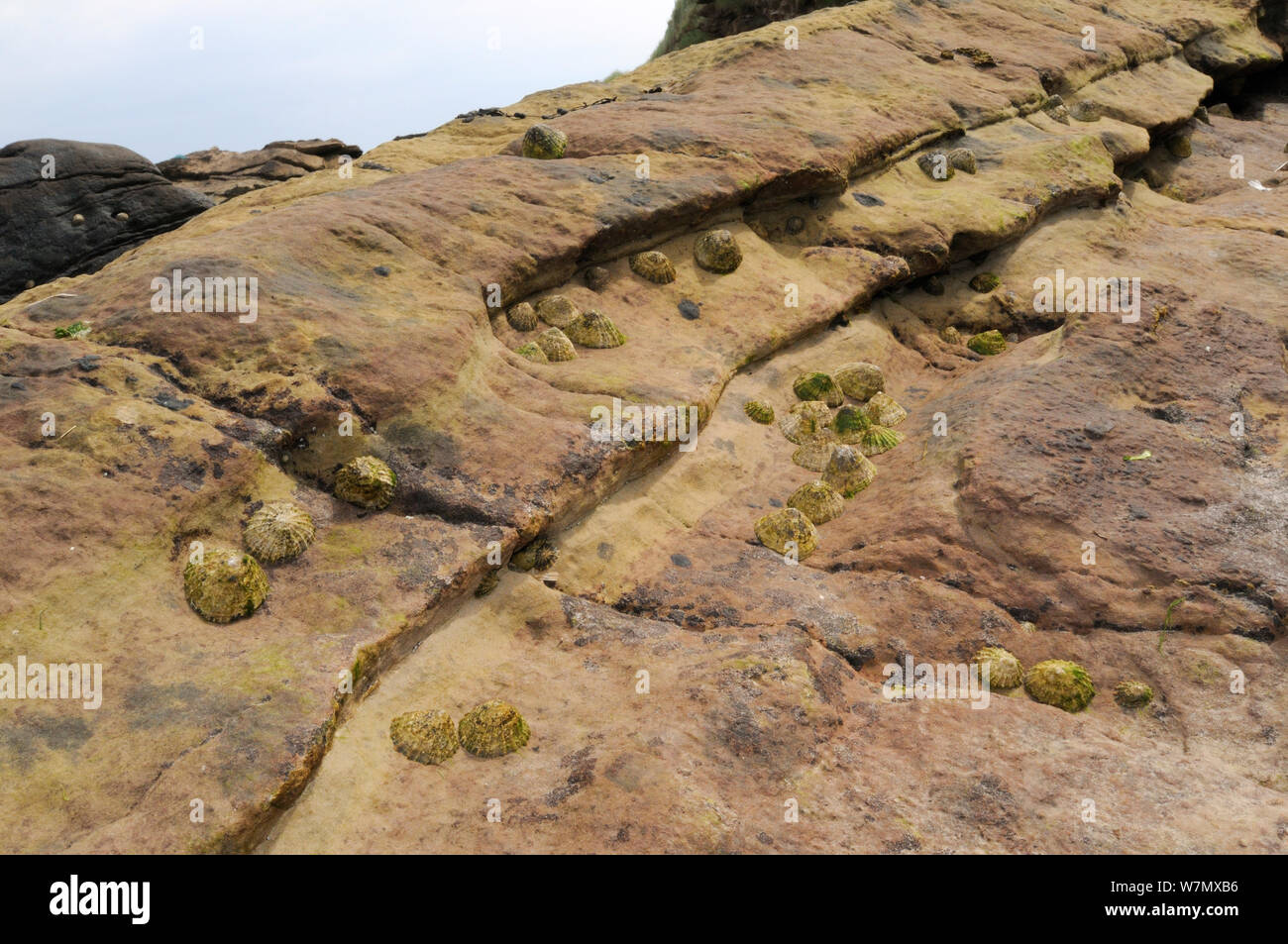 Le patelle comune (Patella vulgata) raggruppati in gulleys e depressioni in pietra arenaria rossa roccia alta sulla riva a Crail, Scozia, Luglio Foto Stock