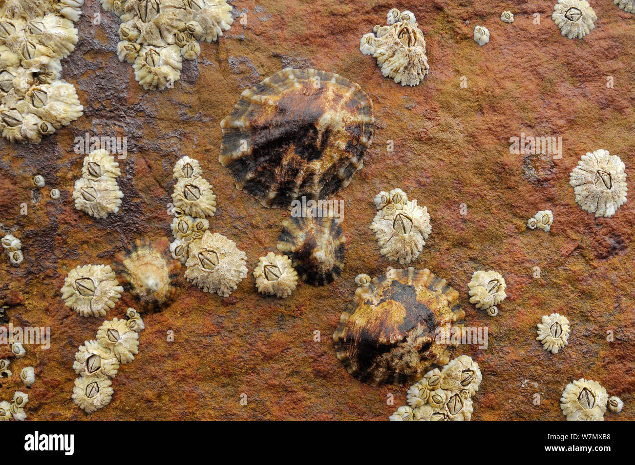 Le patelle comune (Patella vulgata) e comuni cirripedi (Balanus balanoides) attaccato alla roccia arenaria esposti a bassa marea, Crail, Scozia, Luglio. Foto Stock