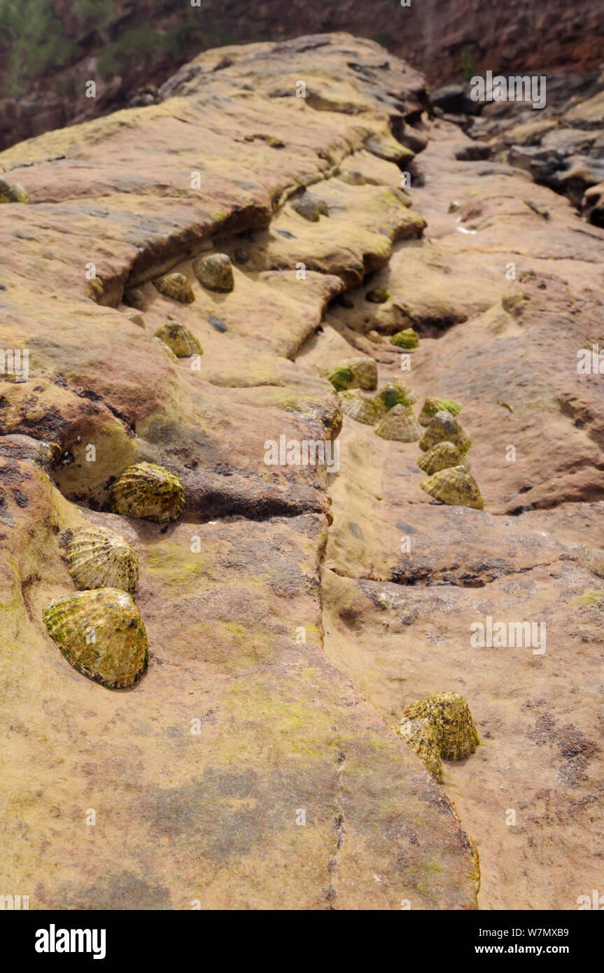 Le patelle comune (Patella vulgata) raggruppati in gulleys e depressioni in pietra arenaria rossa roccia alta sulla riva a Crail, Scozia, Luglio. Foto Stock