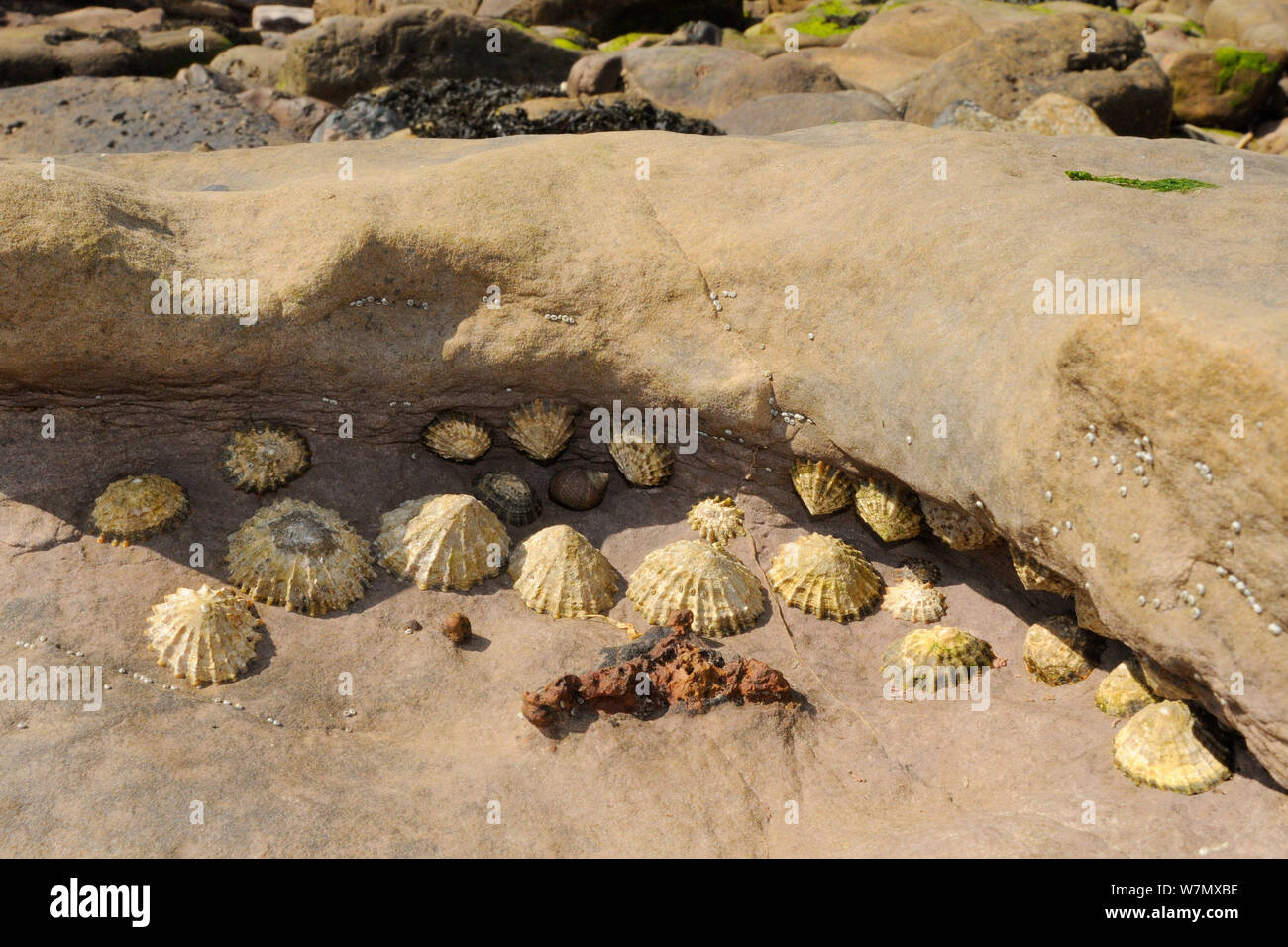Le patelle comune (Patella vulgata) annidato sotto la sporgenza in rocce di arenaria alto sulla riva con la bassa marea, Crail, Scozia, Luglio. Foto Stock