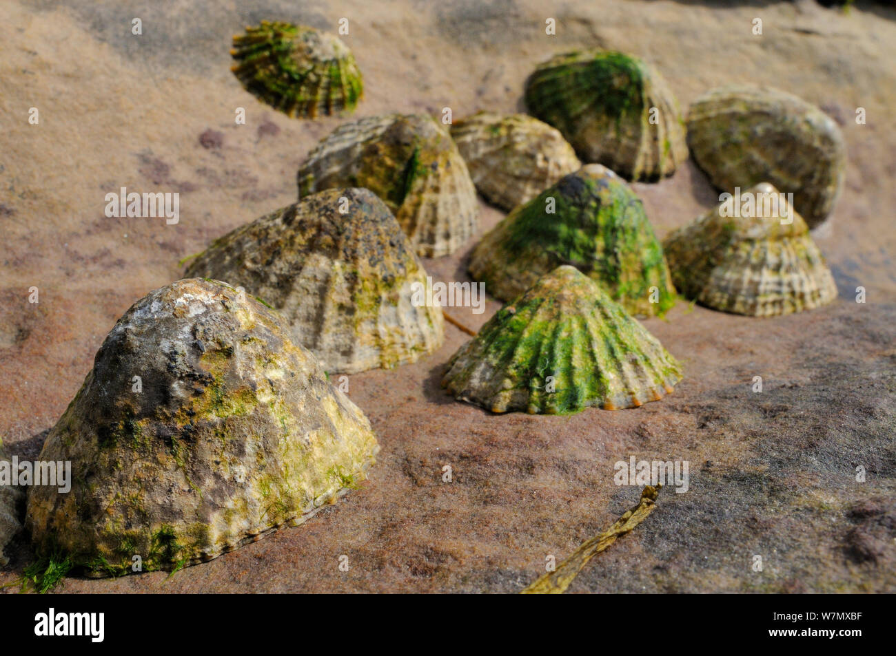 Le patelle comune (Patella vulgata) raggruppati in un vano in pietra arenaria rossa roccia alta sulla riva con la bassa marea, Crail, Scozia, Luglio. Foto Stock