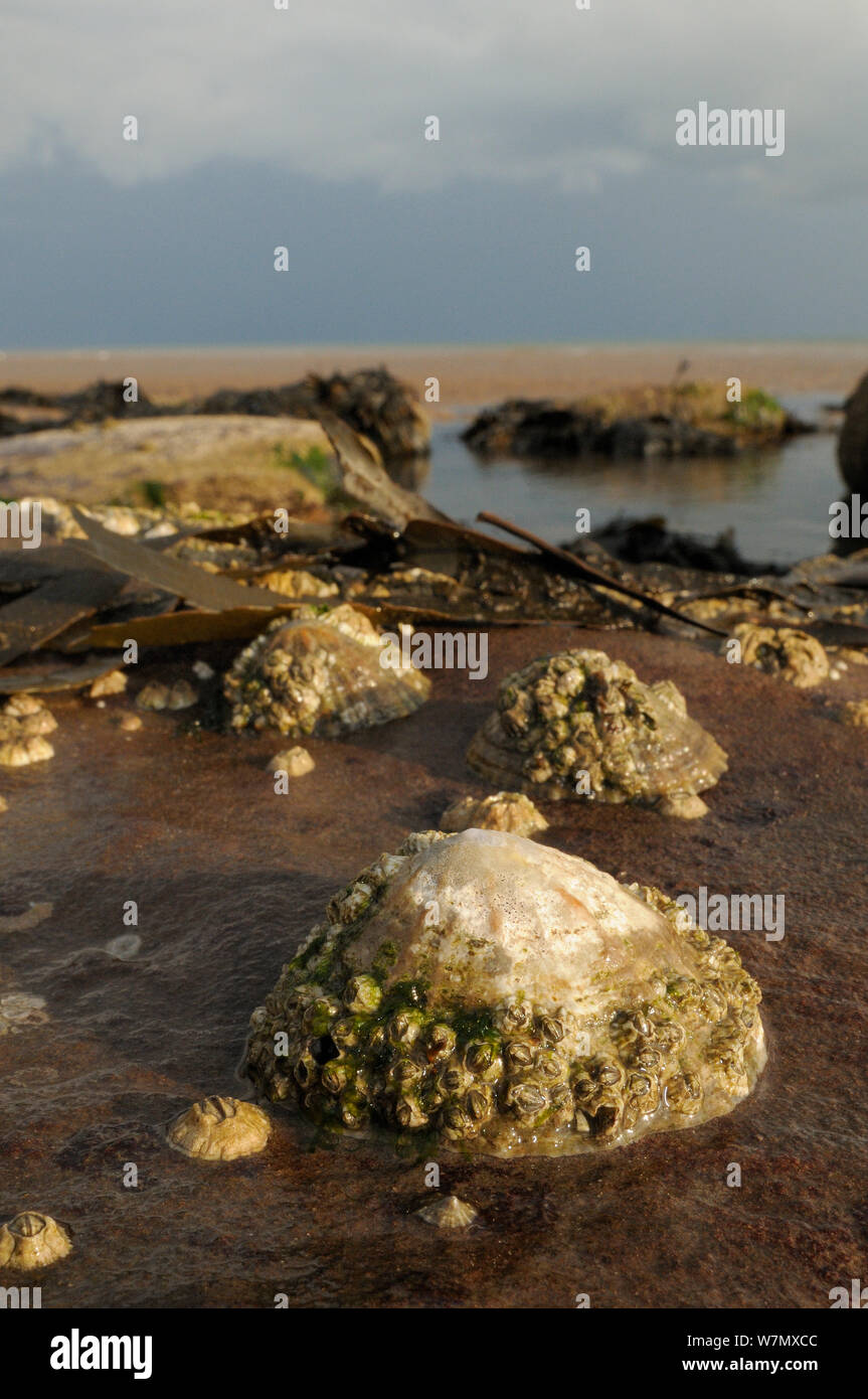 Le patelle comune (Patella vulgata) incrostato con comuni cirripedi (Balanus balanoides) attaccata al masso di arenaria bassa sul litorale, esposto a bassa marea, San api, Cumbria, Regno Unito, Luglio. Foto Stock