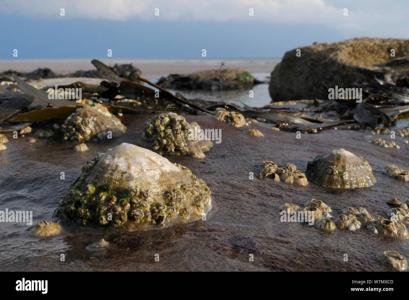 Le patelle comune (Patella vulgata) incrostato con comuni cirripedi (Balanus balanoides) attaccata al masso di arenaria bassa sul litorale, esposto a bassa marea, San api, Cumbria, Regno Unito, Luglio. Foto Stock