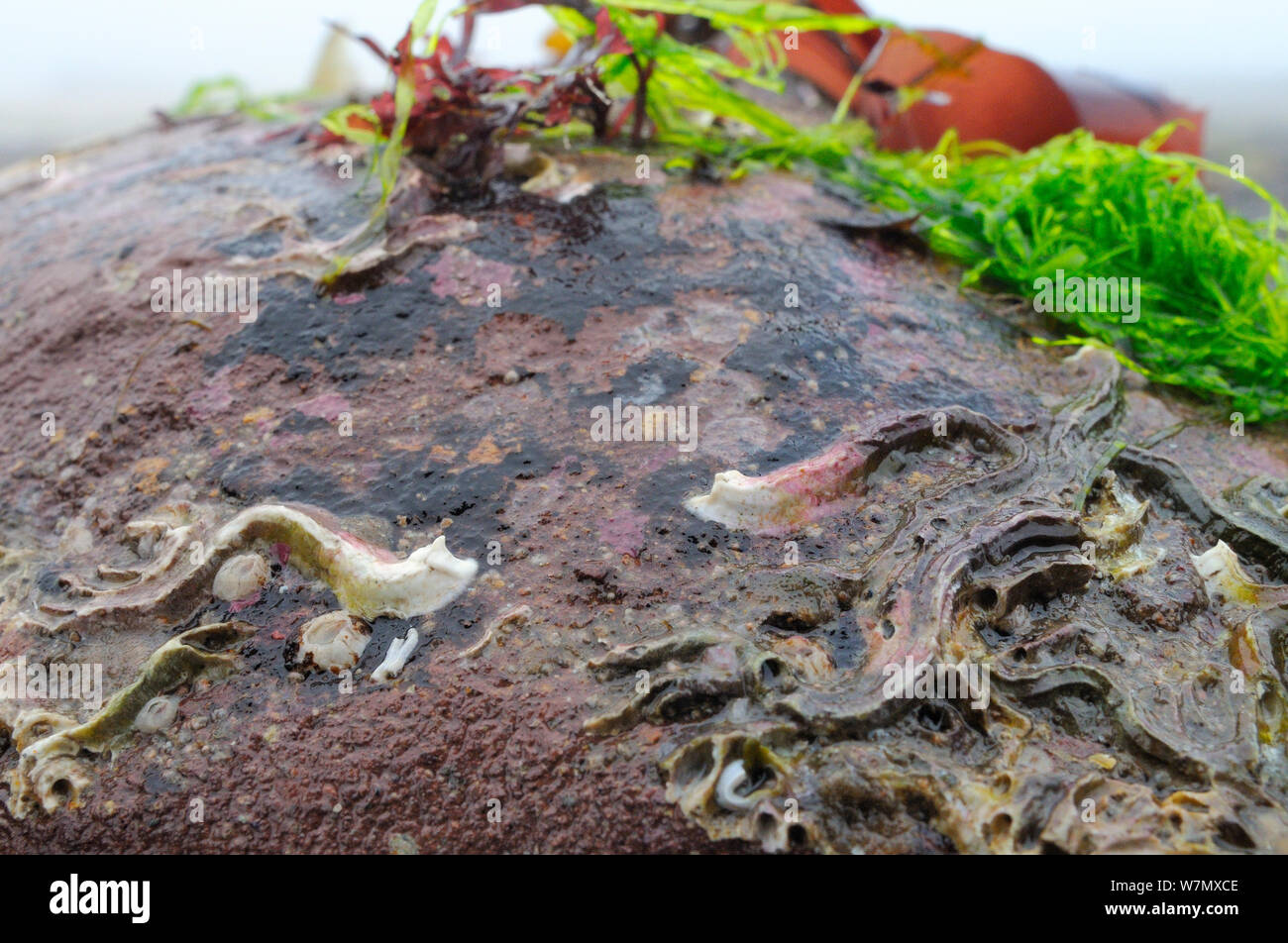 Tubi Keelworm (Pomatoceros lamarcki) attaccata al masso di arenaria esposta su una molla a bassa marea, North Berwick, East Lothian, UK, Luglio. Foto Stock