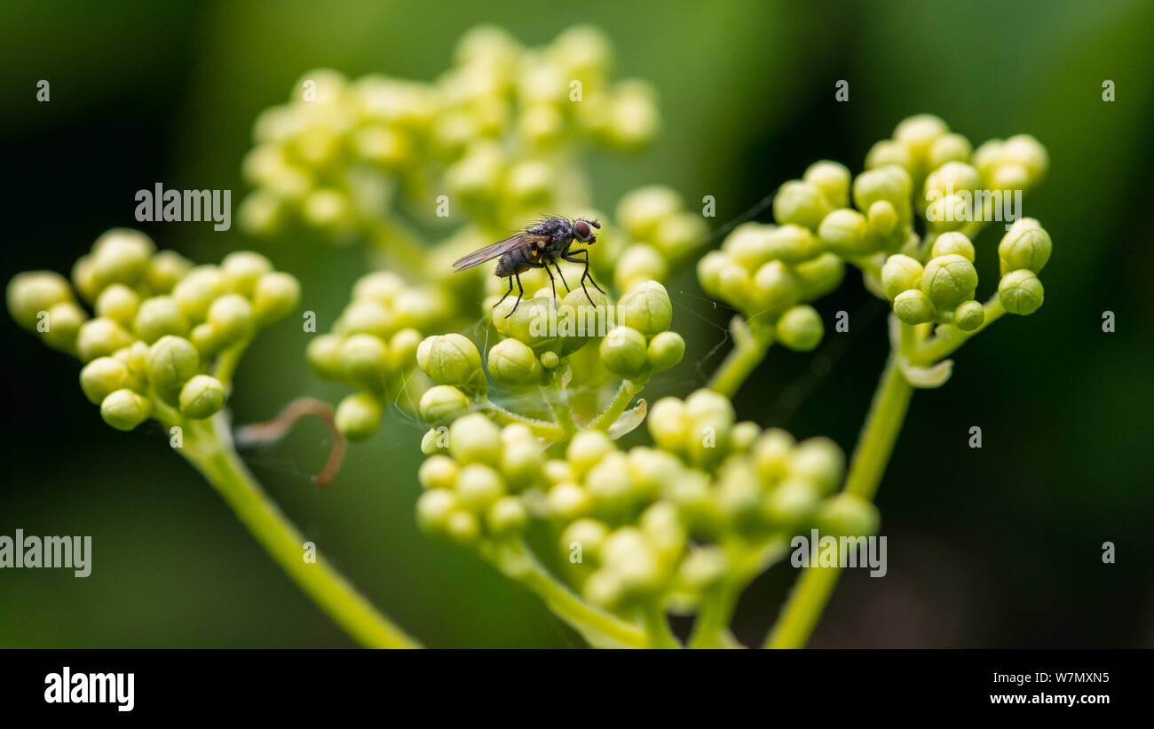 Una macro shot di una mosca in appoggio sul boccioli di fiori di una scalata hydrangea bush. Foto Stock