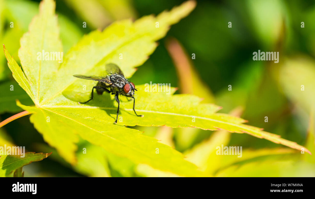 Una macro shot di carne volare seduti su un acer palmatum foglia. Foto Stock