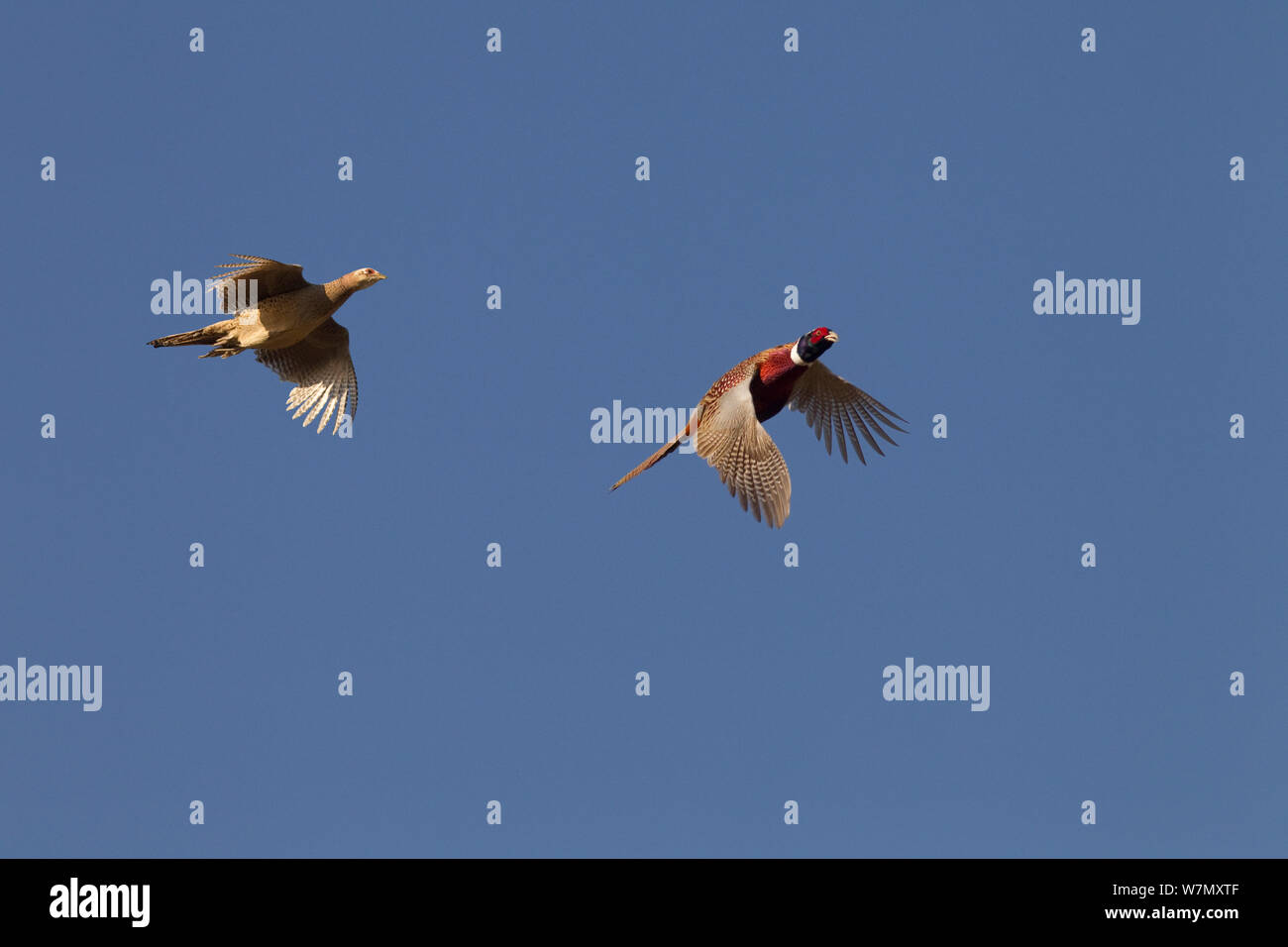 Fagiano (Phasianus colchicus) due in volo, essendo pilotati su gameshoot, Essex, Regno Unito, ottobre. Foto Stock